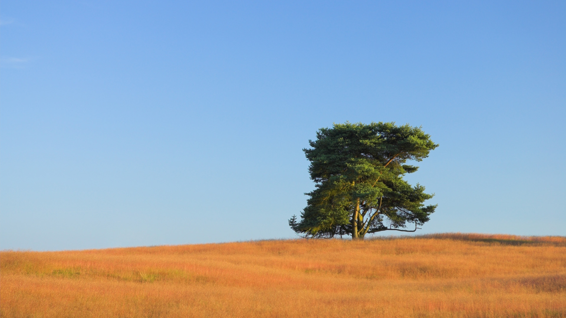 Free download wallpaper Trees, Tree, Earth on your PC desktop