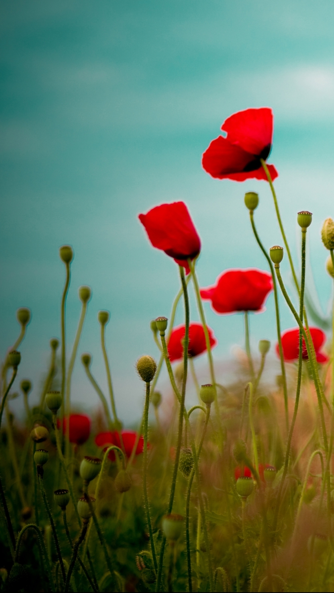 Handy-Wallpaper Blumen, Mohn, Erde/natur kostenlos herunterladen.