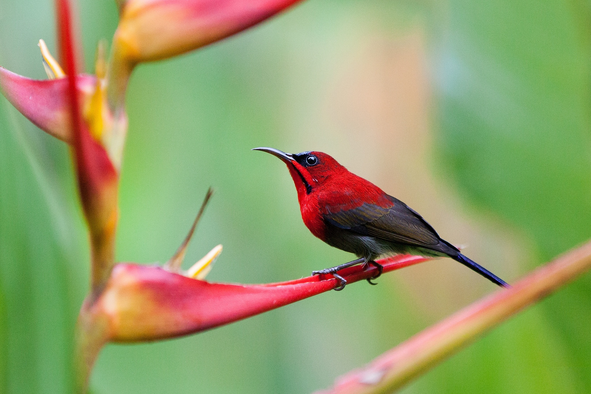 Download mobile wallpaper Sunbird, Macro, Bird, Birds, Animal for free.