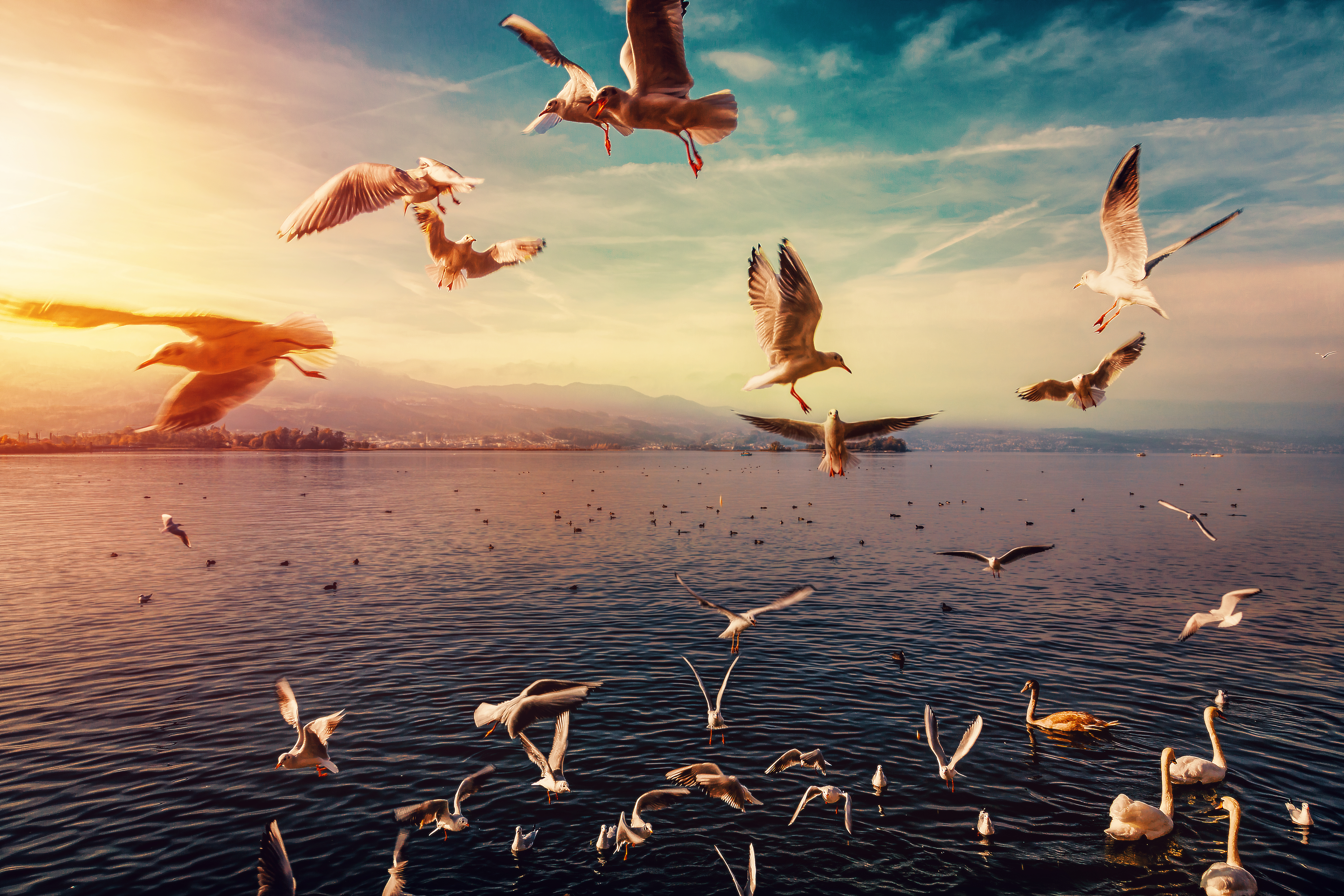 Download mobile wallpaper Birds, Sunset, Lake, Glow, Animal, Seagull, Swan for free.