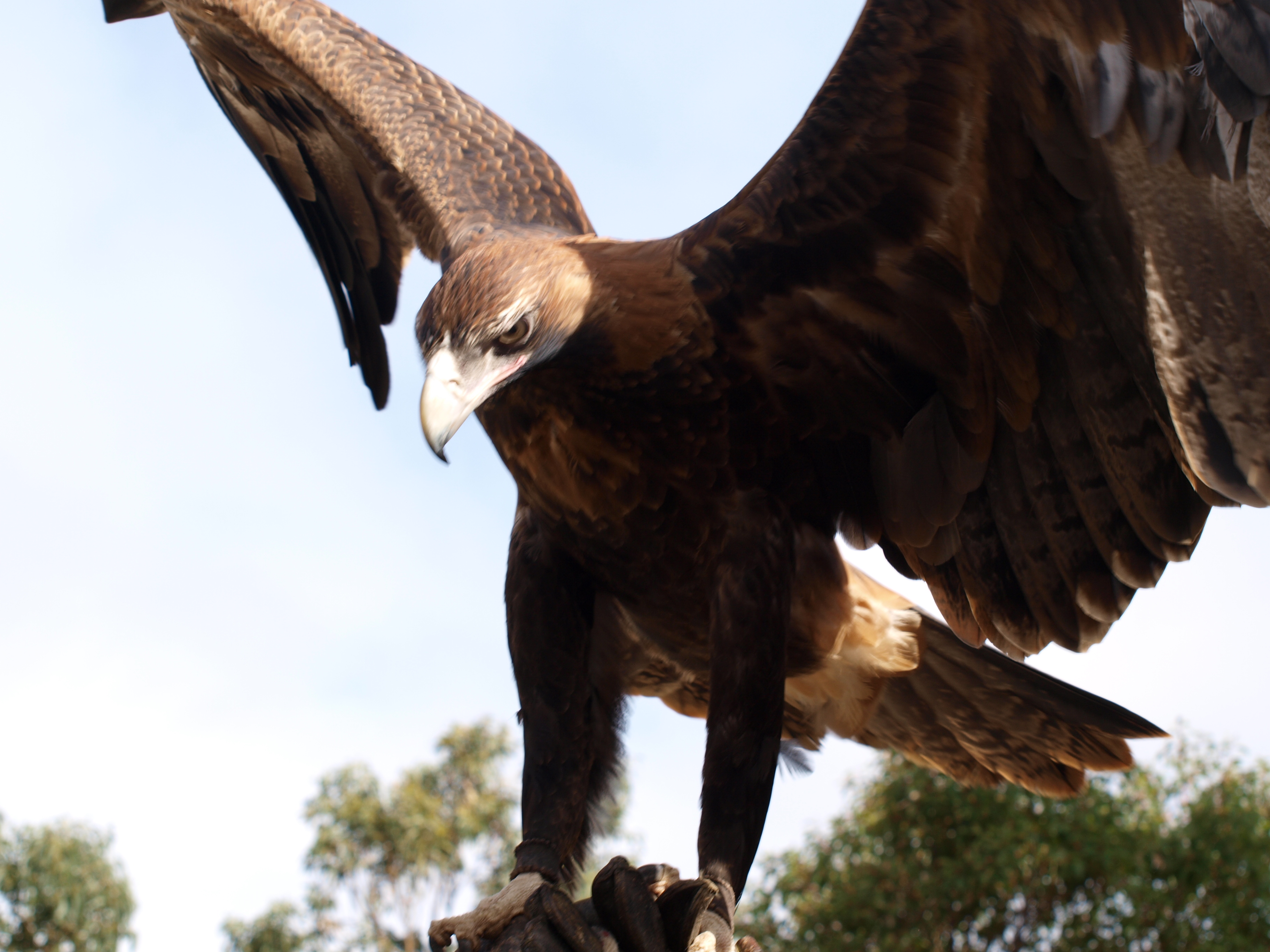 Baixe gratuitamente a imagem Animais, Aves, Águia na área de trabalho do seu PC