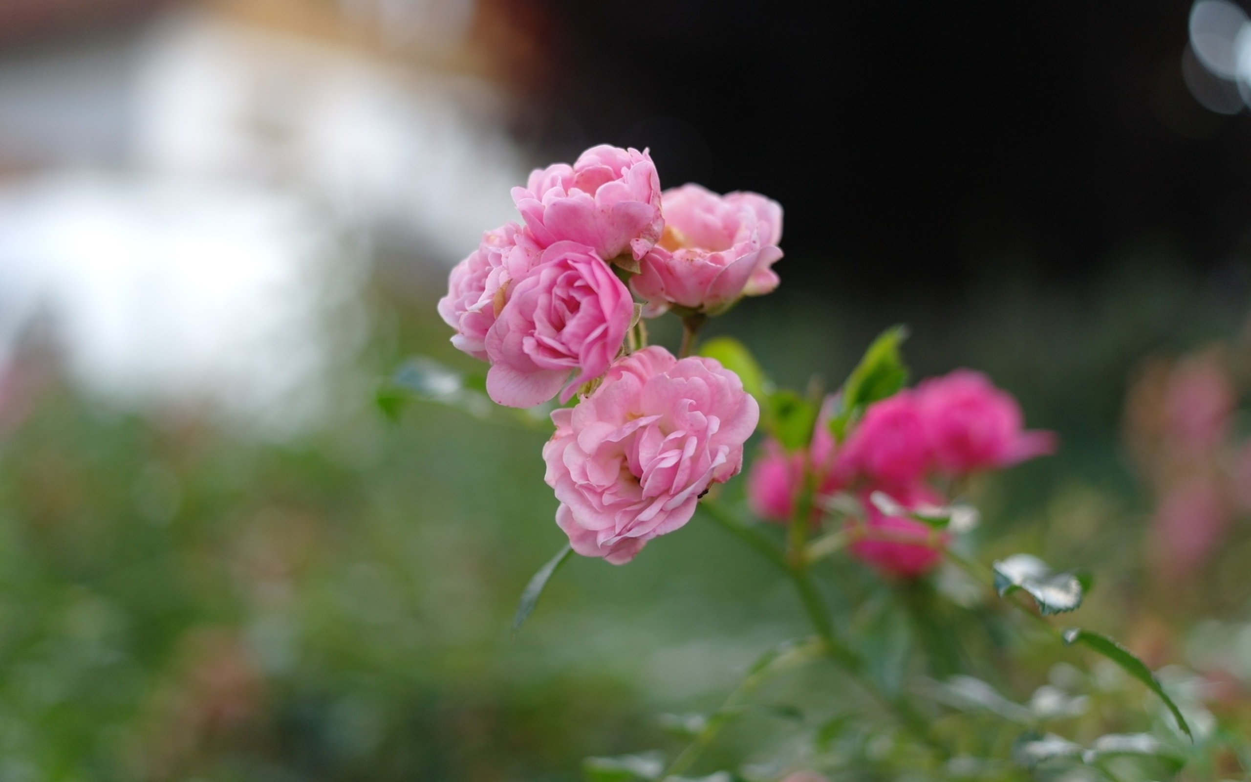 無料モバイル壁紙フラワーズ, 薔薇, 地球をダウンロードします。