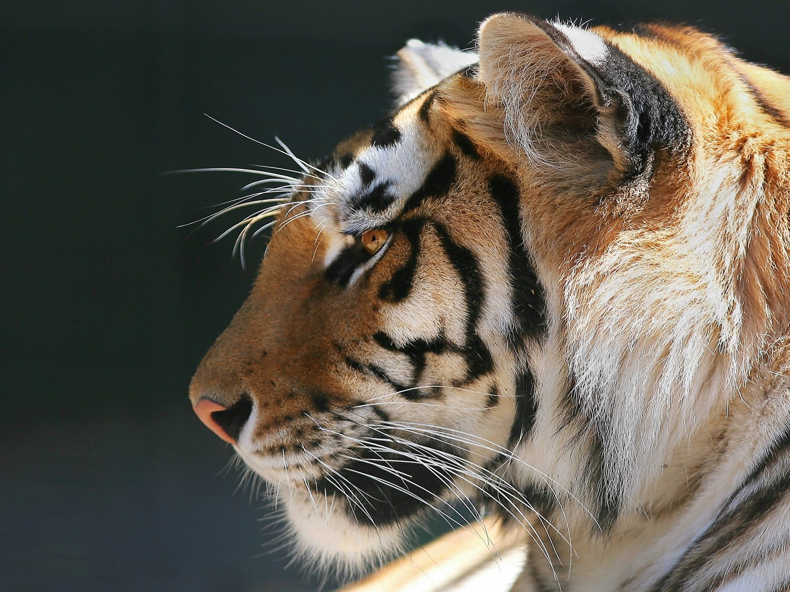 11249 baixar papel de parede animais, tigres - protetores de tela e imagens gratuitamente