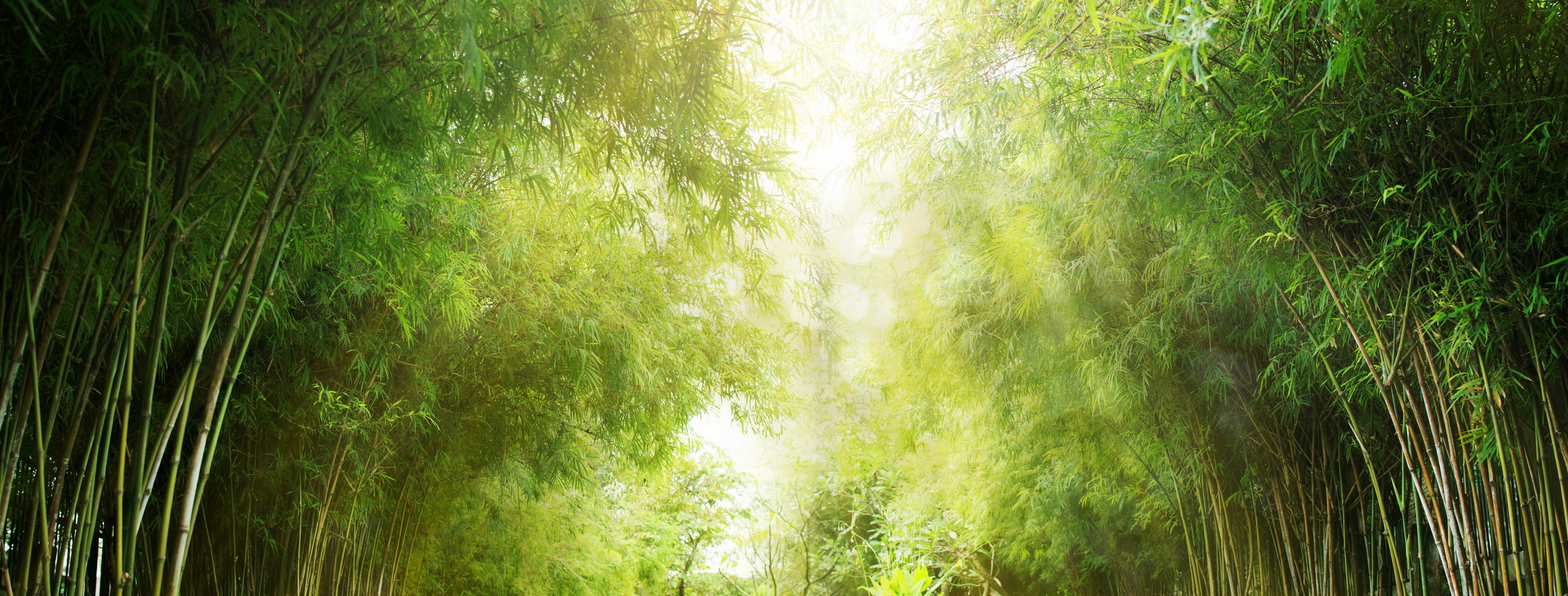 Téléchargez gratuitement l'image Forêt, Bambou, Terre/nature sur le bureau de votre PC