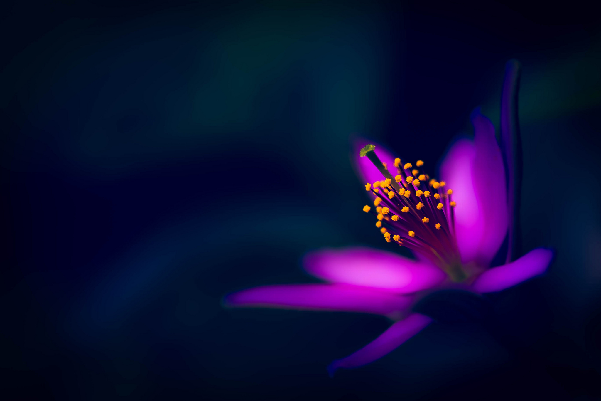Purple Flower Widescreen image