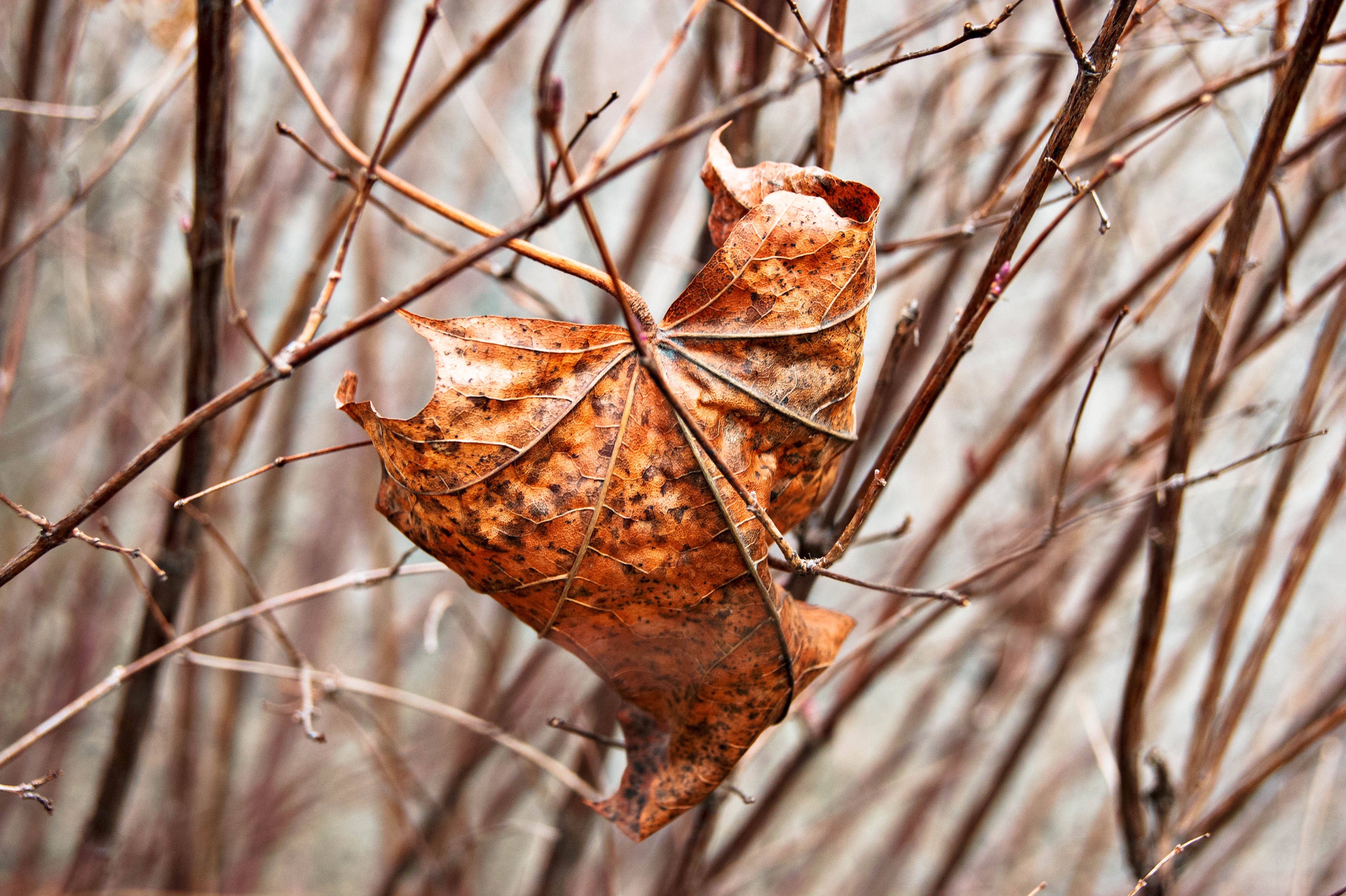 nature, branches, sheet, leaf, dry, maple HD for desktop 1080p