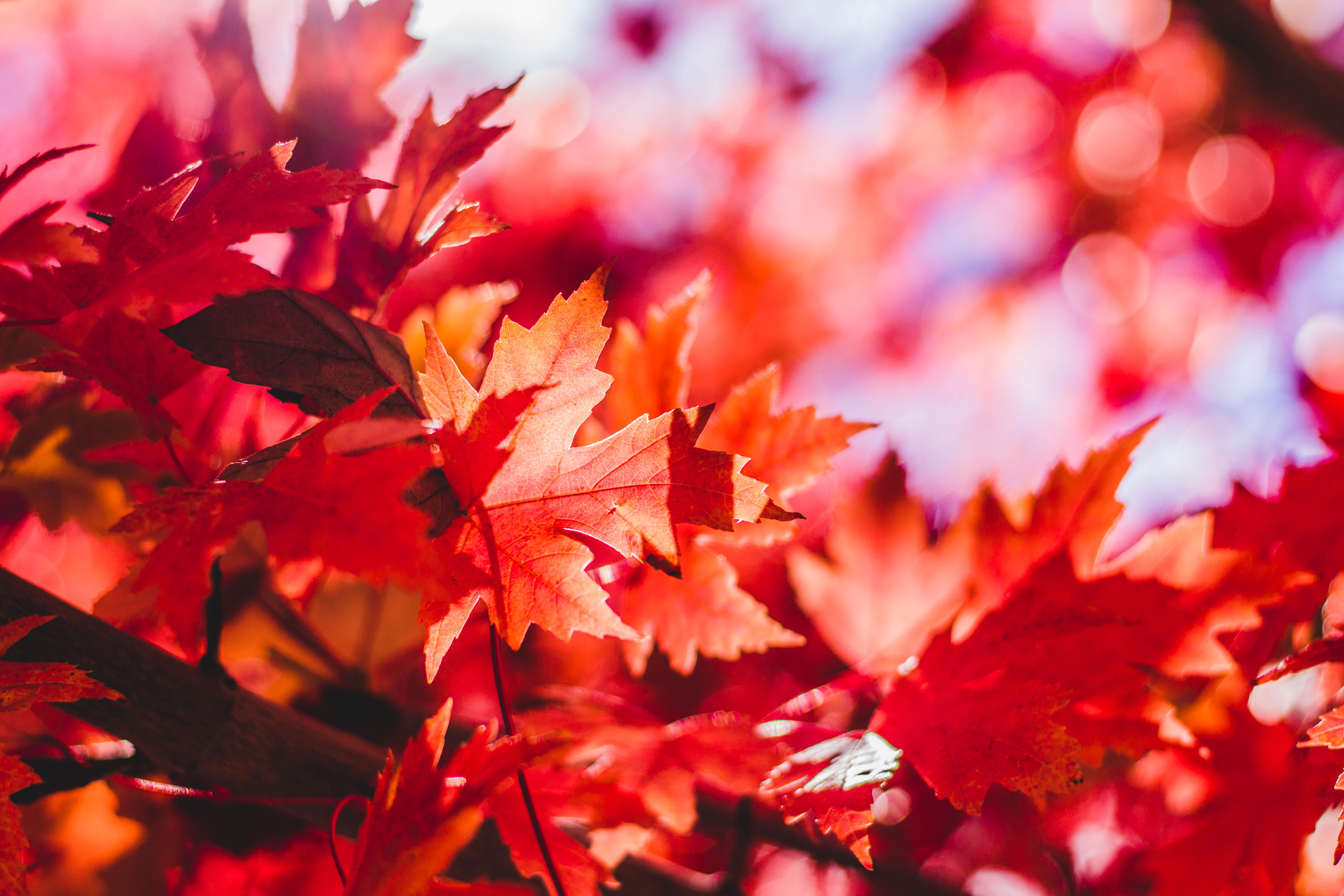 Скачать картинку Природа, Осень, Красный, Лист, Боке, Кленовый Лист, Земля/природа в телефон бесплатно.