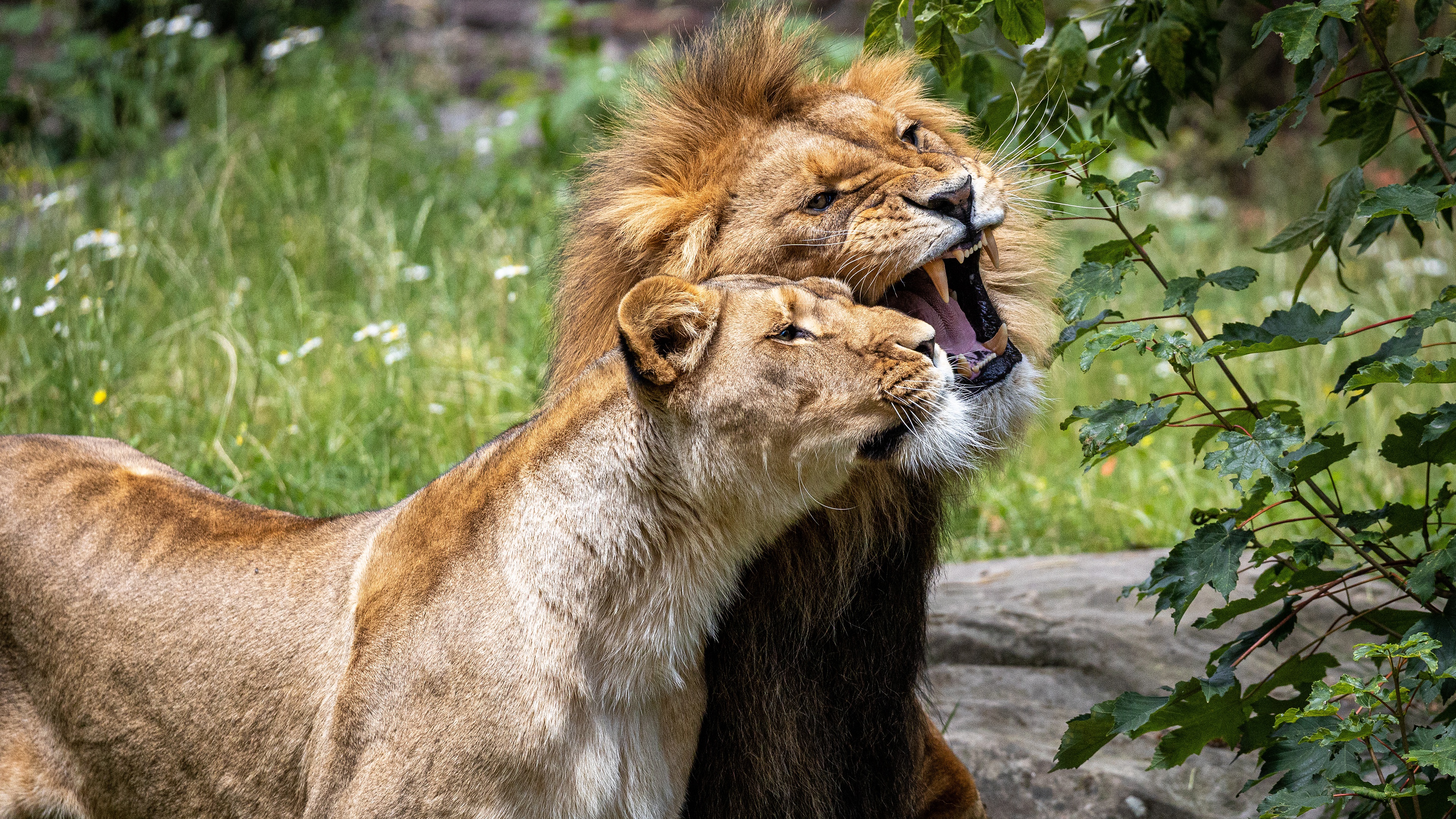 Descarga gratuita de fondo de pantalla para móvil de Animales, Gatos, León.