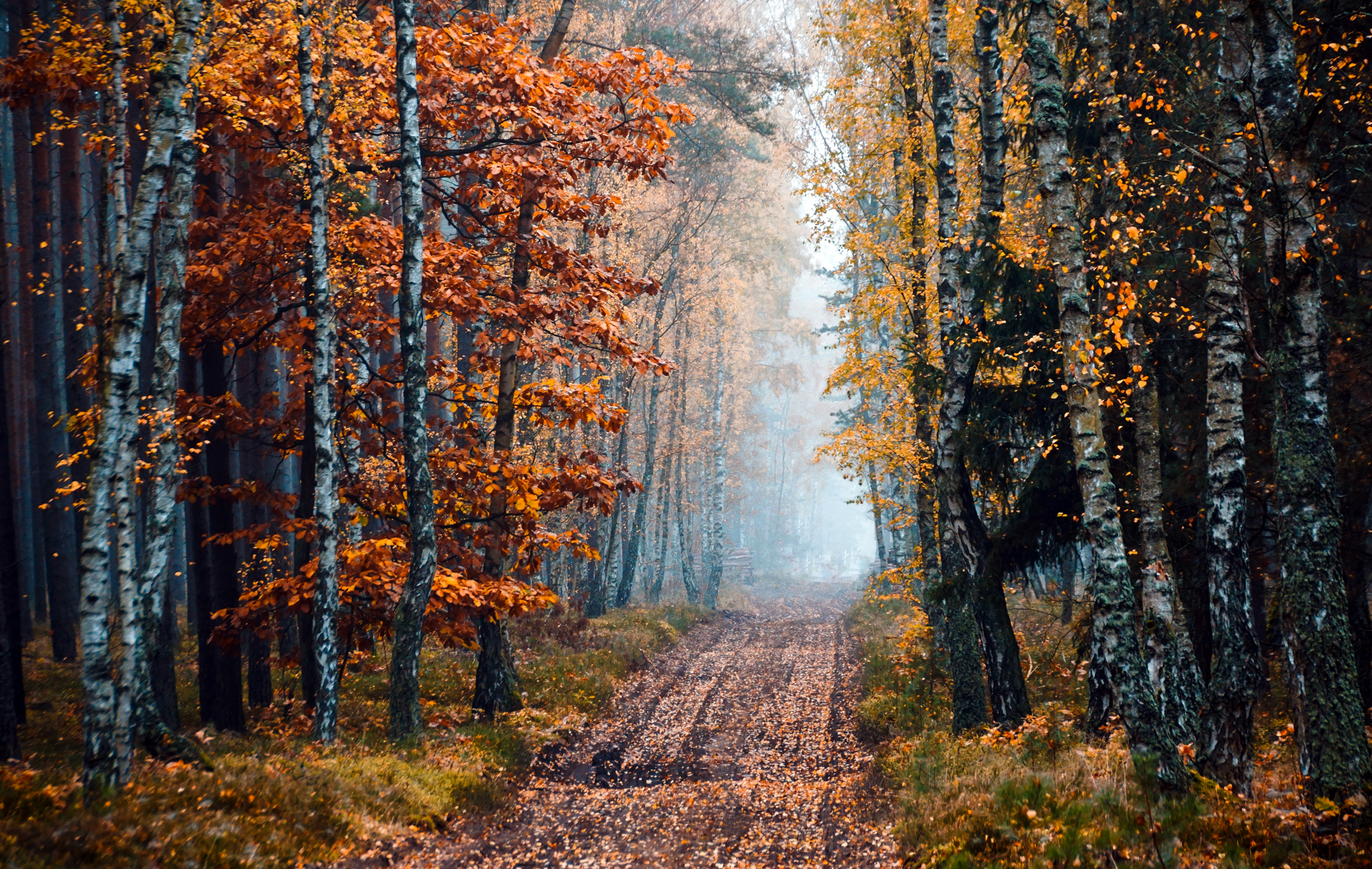 Descarga gratis la imagen Otoño, Camino, Bosque, Árbol, Niebla, Hecho Por El Hombre en el escritorio de tu PC