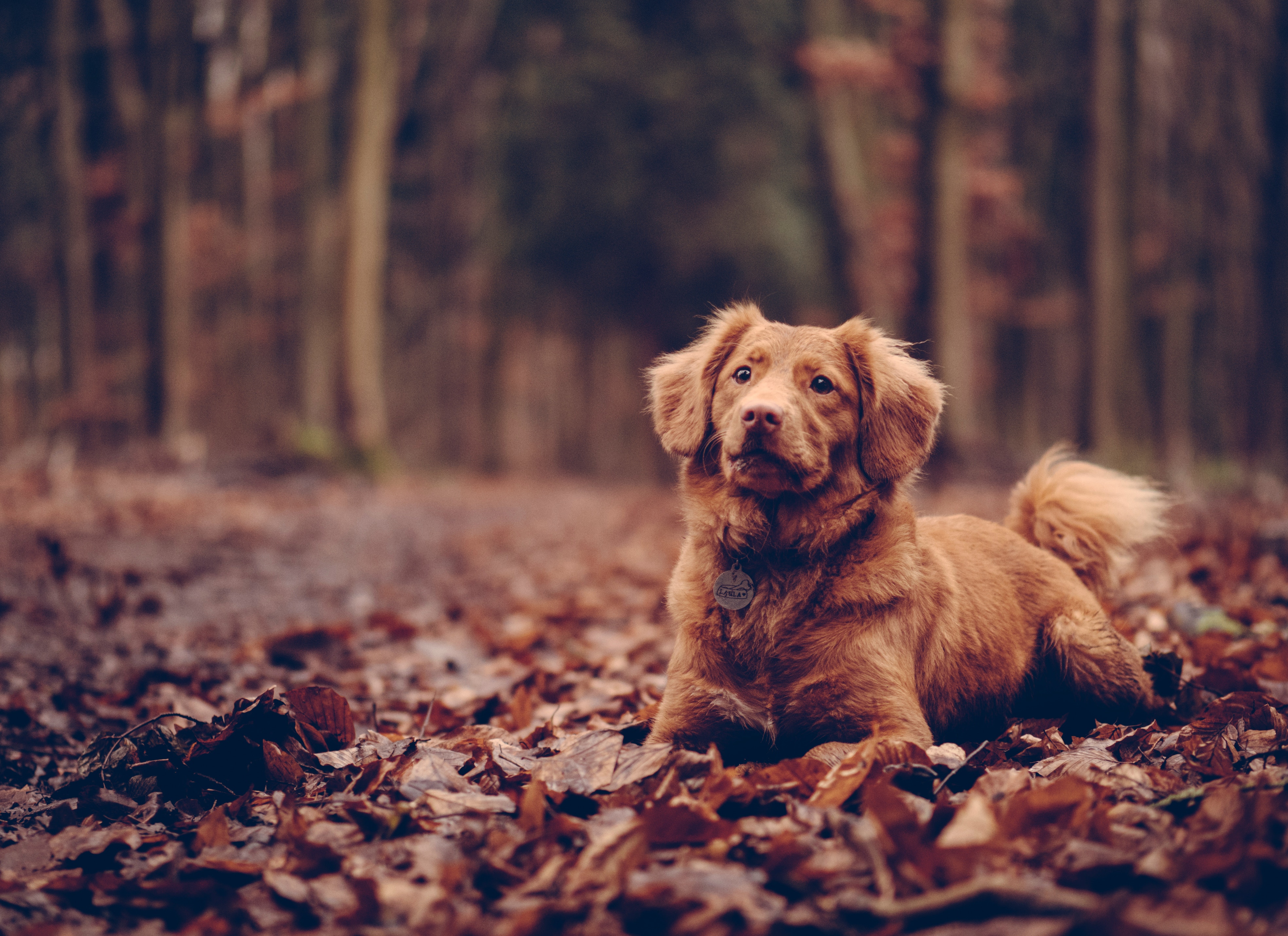 Free download wallpaper Is Sitting, Sits, Animals, Dog, Foliage on your PC desktop