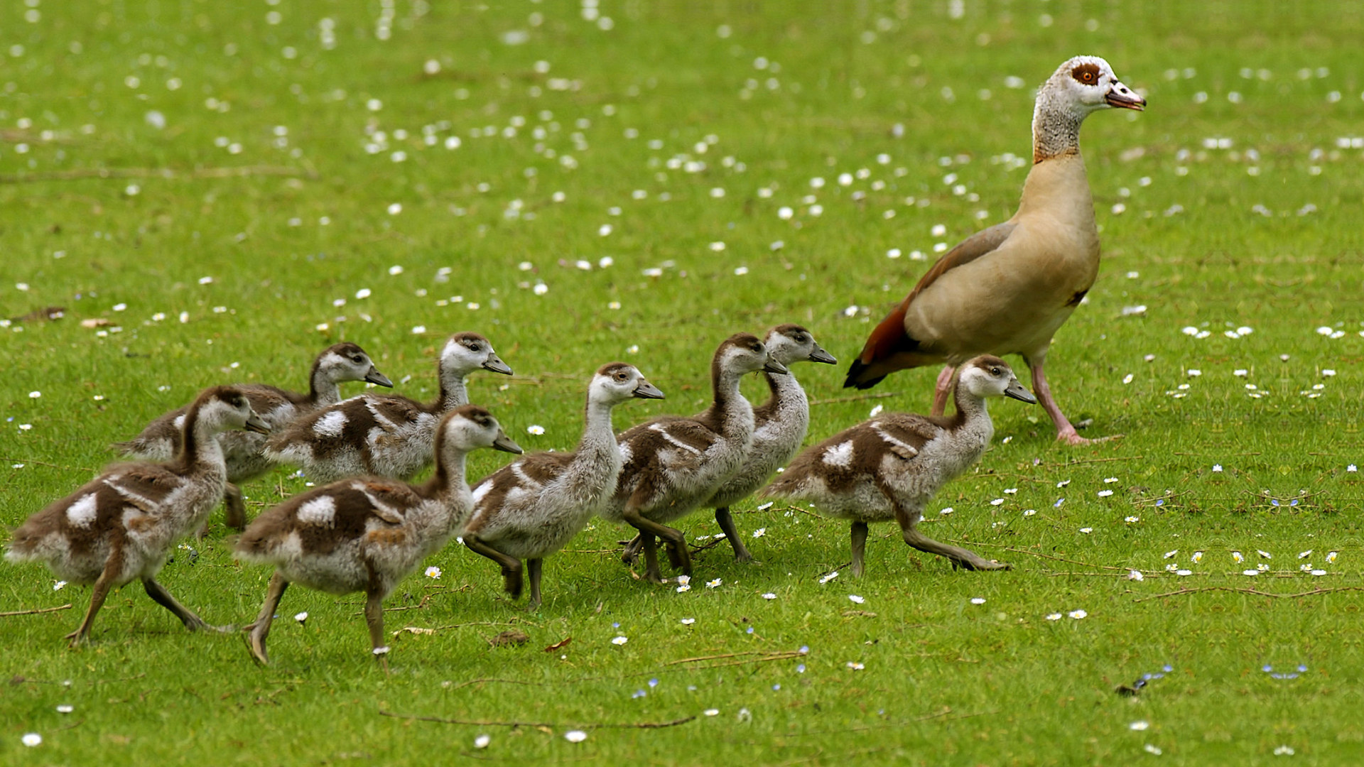 Download mobile wallpaper Birds, Animal, Cute, Goose, Baby Animal, Egyptian Goose for free.