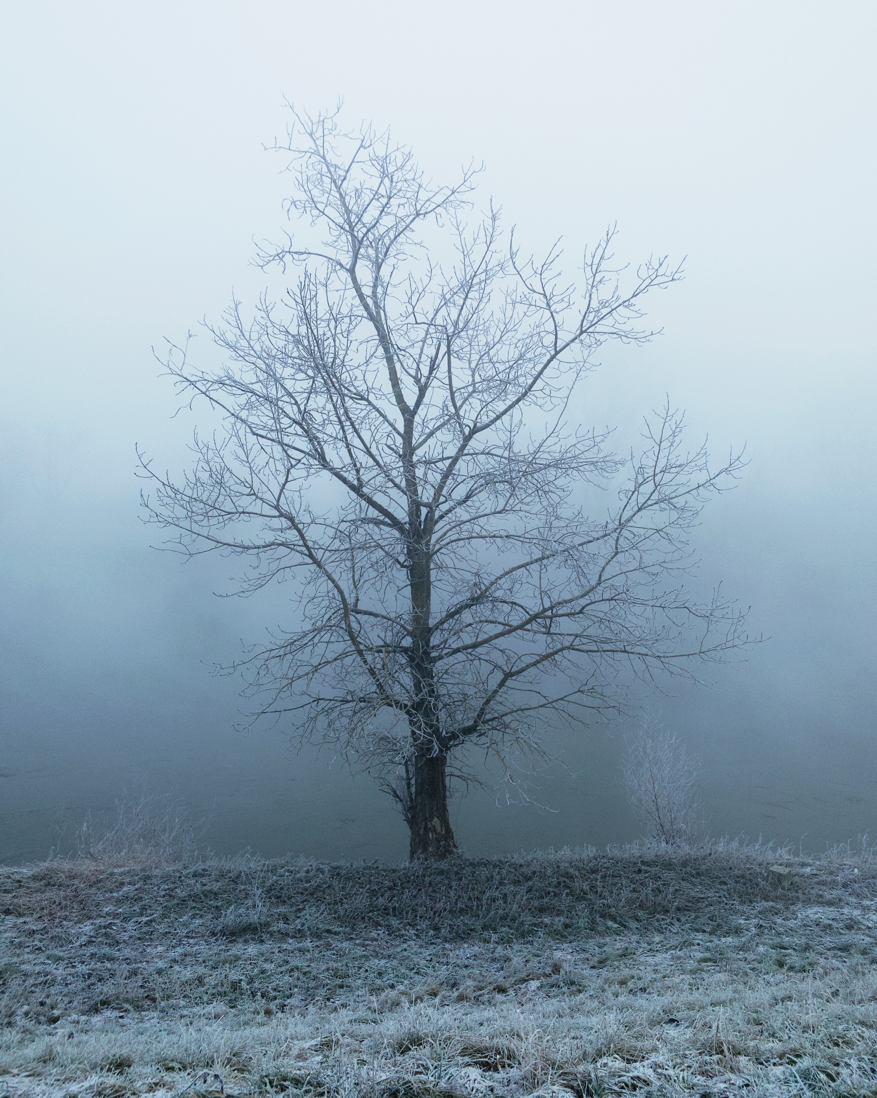 73018 скачать картинку иней, природа, дерево, туман, мороз, мгла - обои и заставки бесплатно