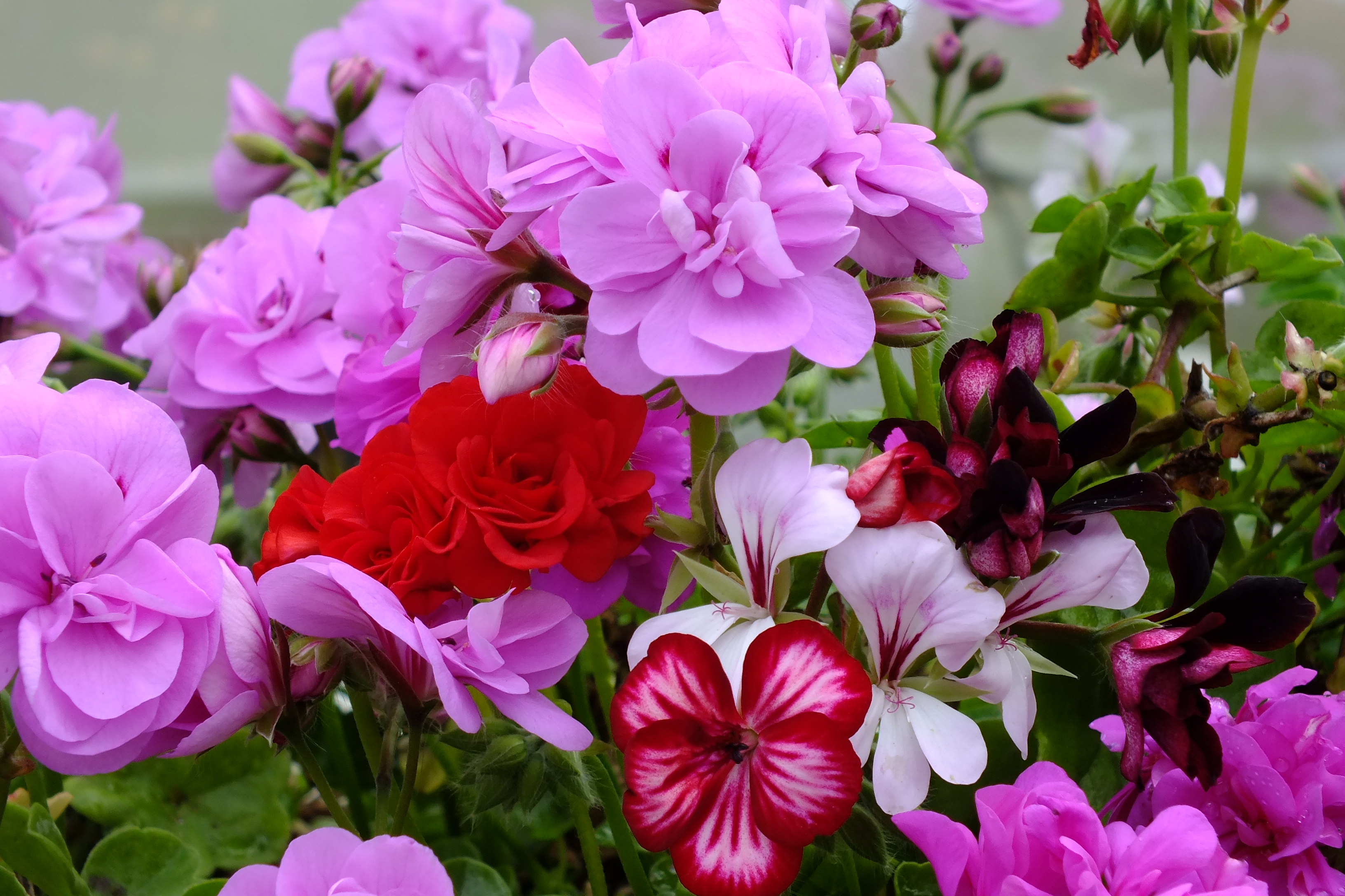 383151 скачать обои фиолетовый цветок, красный цветок, герань, земля/природа, цветок, природа, флауэрсы - заставки и картинки бесплатно