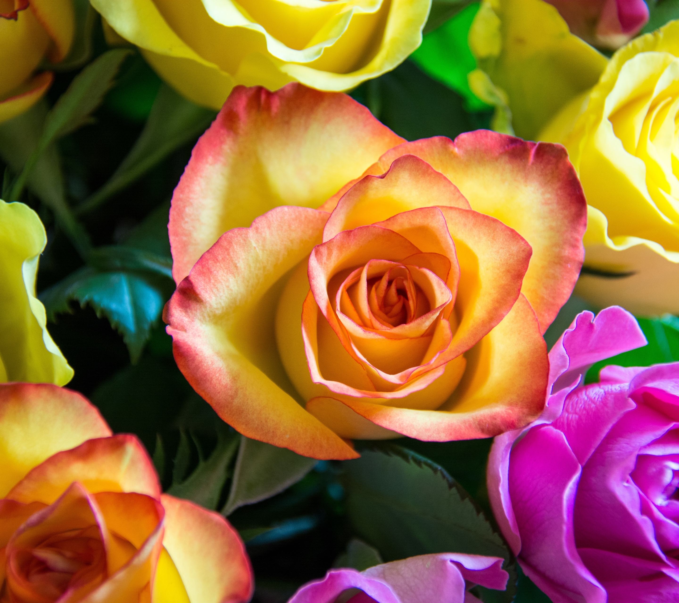 Завантажити шпалери безкоштовно Квітка, Роза, Земля, Барвистий, Кольори, Флауерзи картинка на робочий стіл ПК
