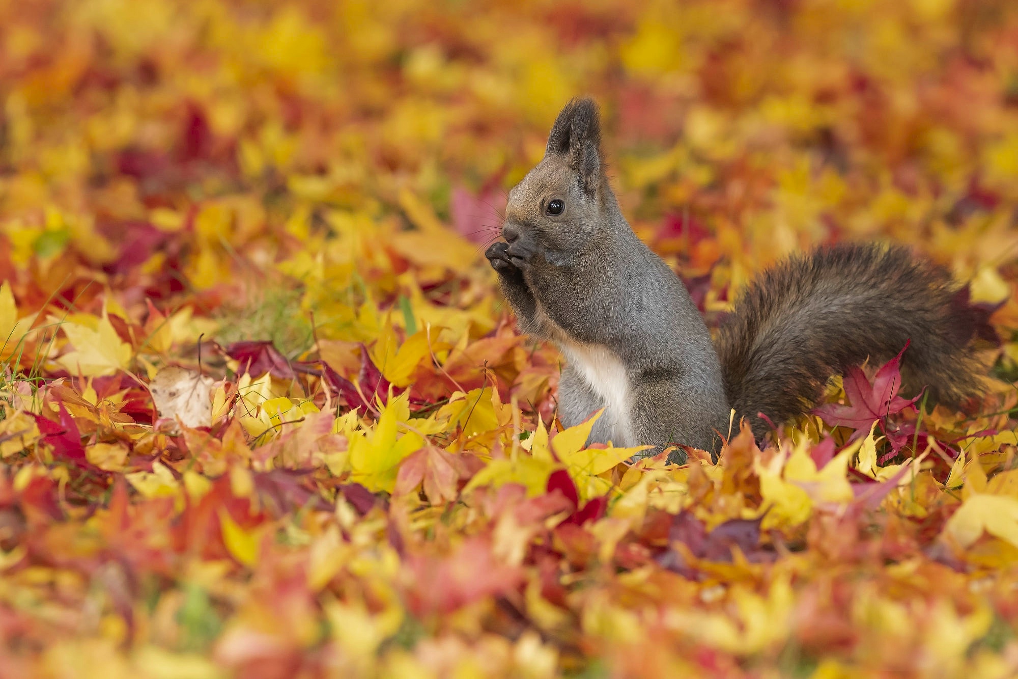 Download mobile wallpaper Squirrel, Fall, Animal, Rodent for free.