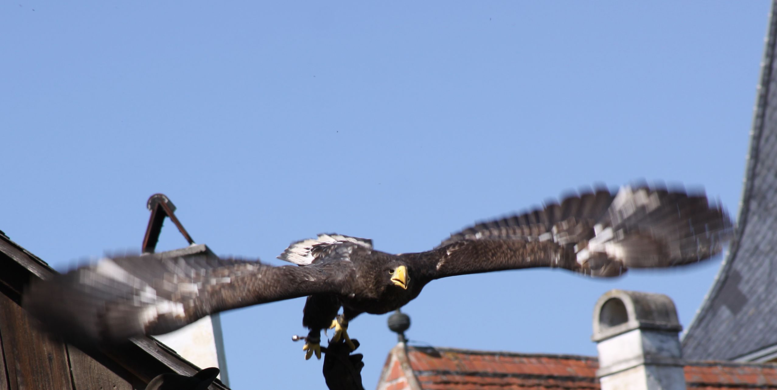 Descarga gratis la imagen Águila, Aves, Animales en el escritorio de tu PC