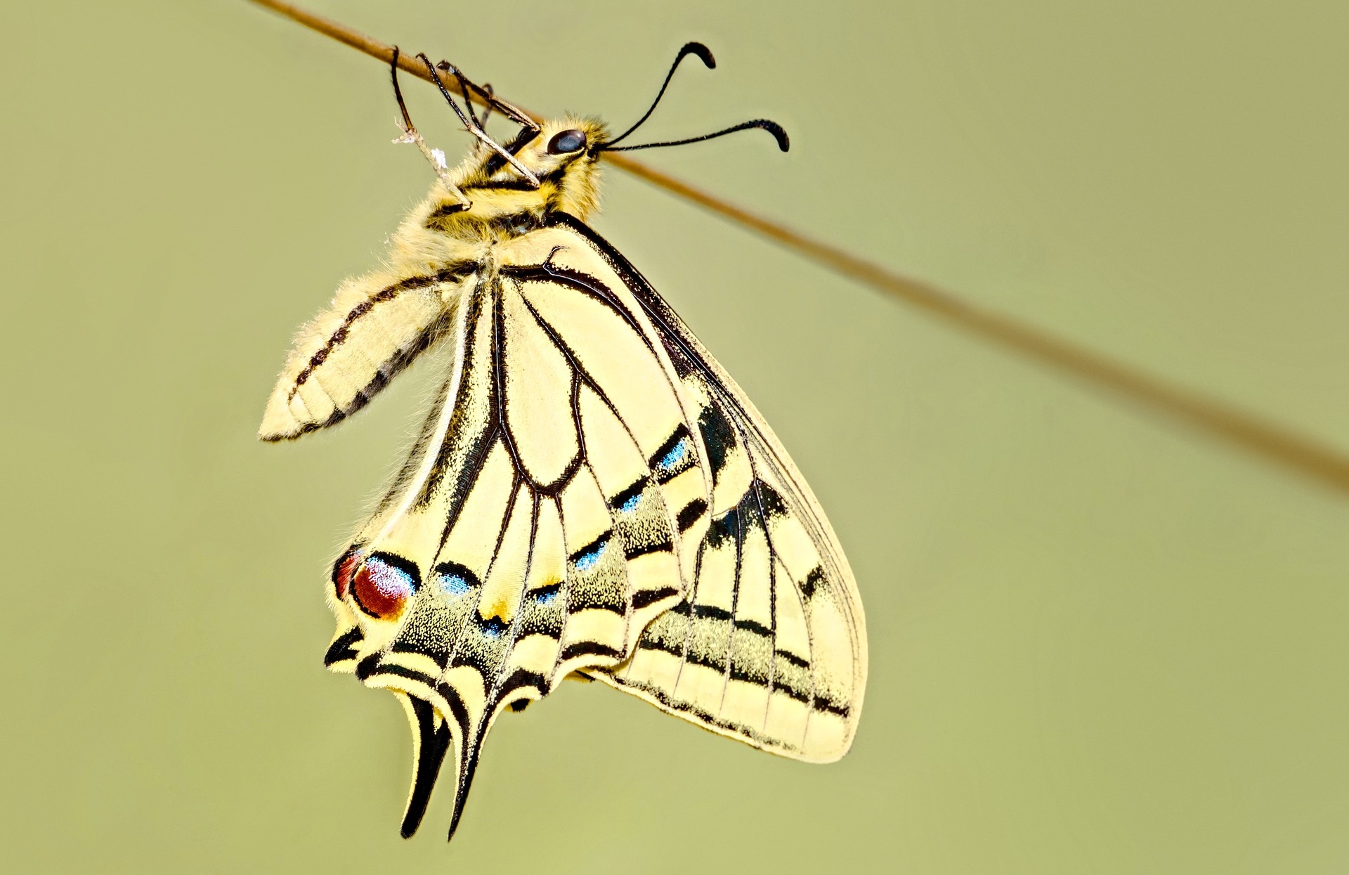 404271 descargar fondo de pantalla animales, mariposa cola de golondrina, mariposa, de cerca, insecto, minimalista, simple, insectos: protectores de pantalla e imágenes gratis