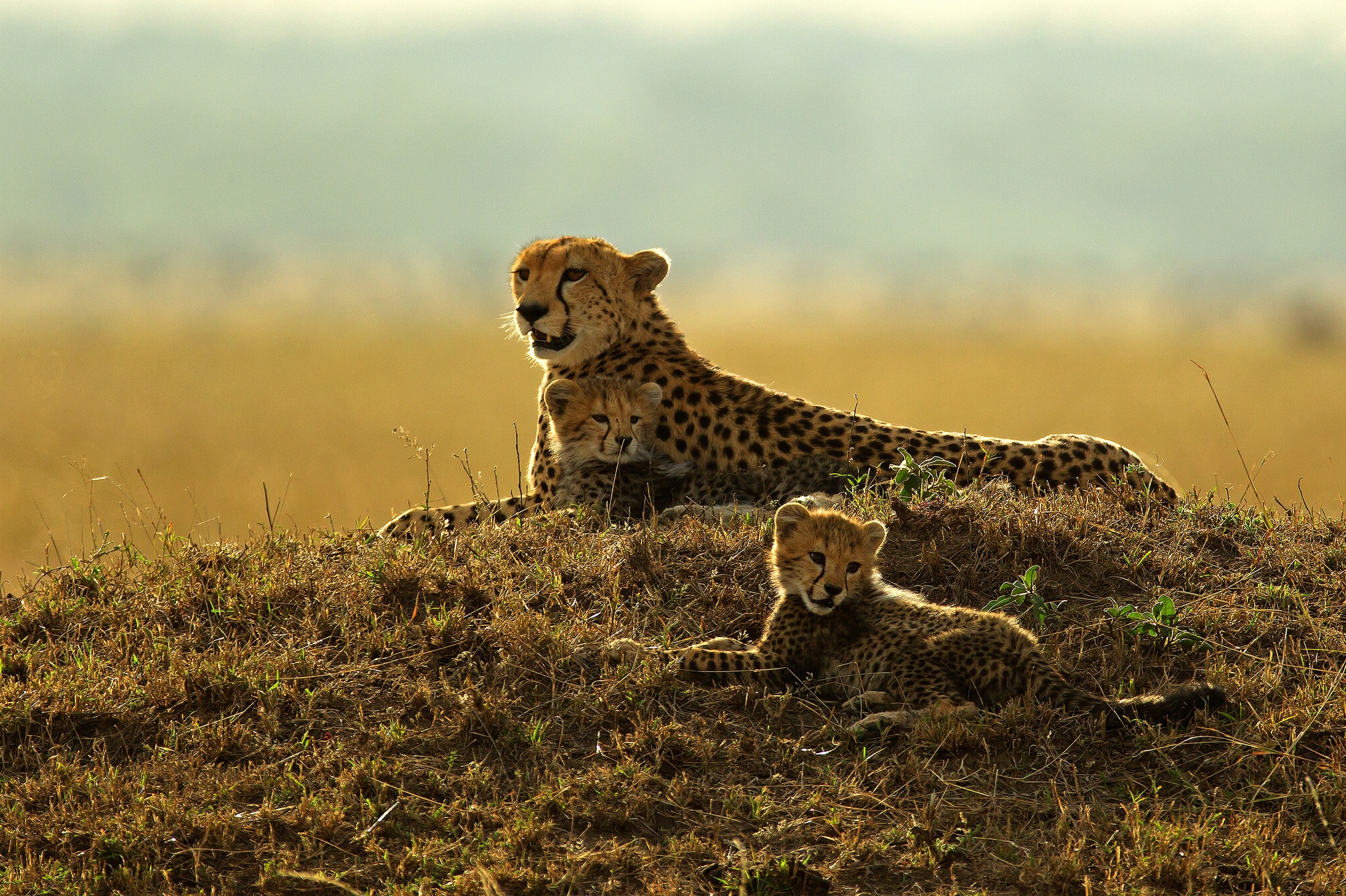 Download mobile wallpaper Cats, Cheetah, Animal, Baby Animal, Cub for free.