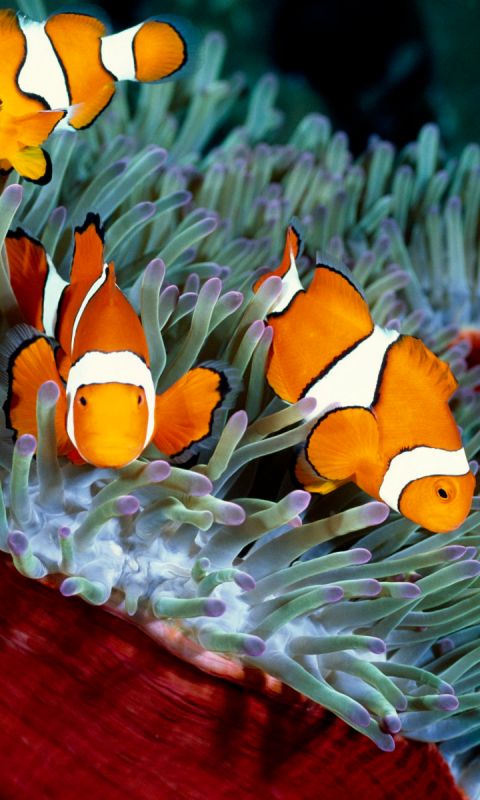 animal, clownfish, fish, sea anemone, fishes