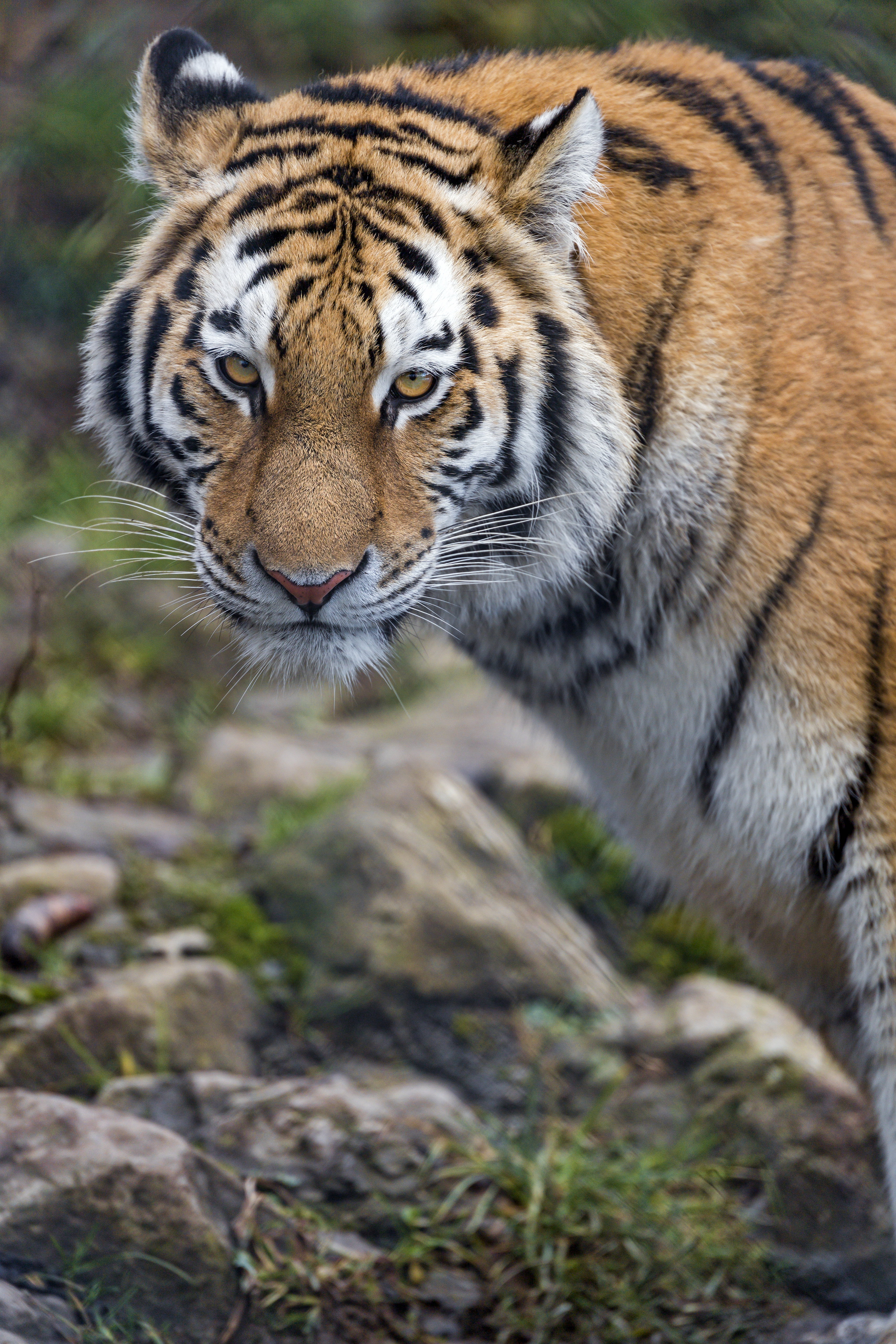 Download mobile wallpaper Predator, Sight, Opinion, Animal, Big Cat, Stripes, Streaks, Animals, Tiger for free.