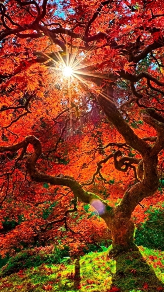 Download mobile wallpaper Tree, Fall, Garden, Sunbeam, Man Made, Orange (Color), Sunshine, Japanese Garden, Sunbean for free.