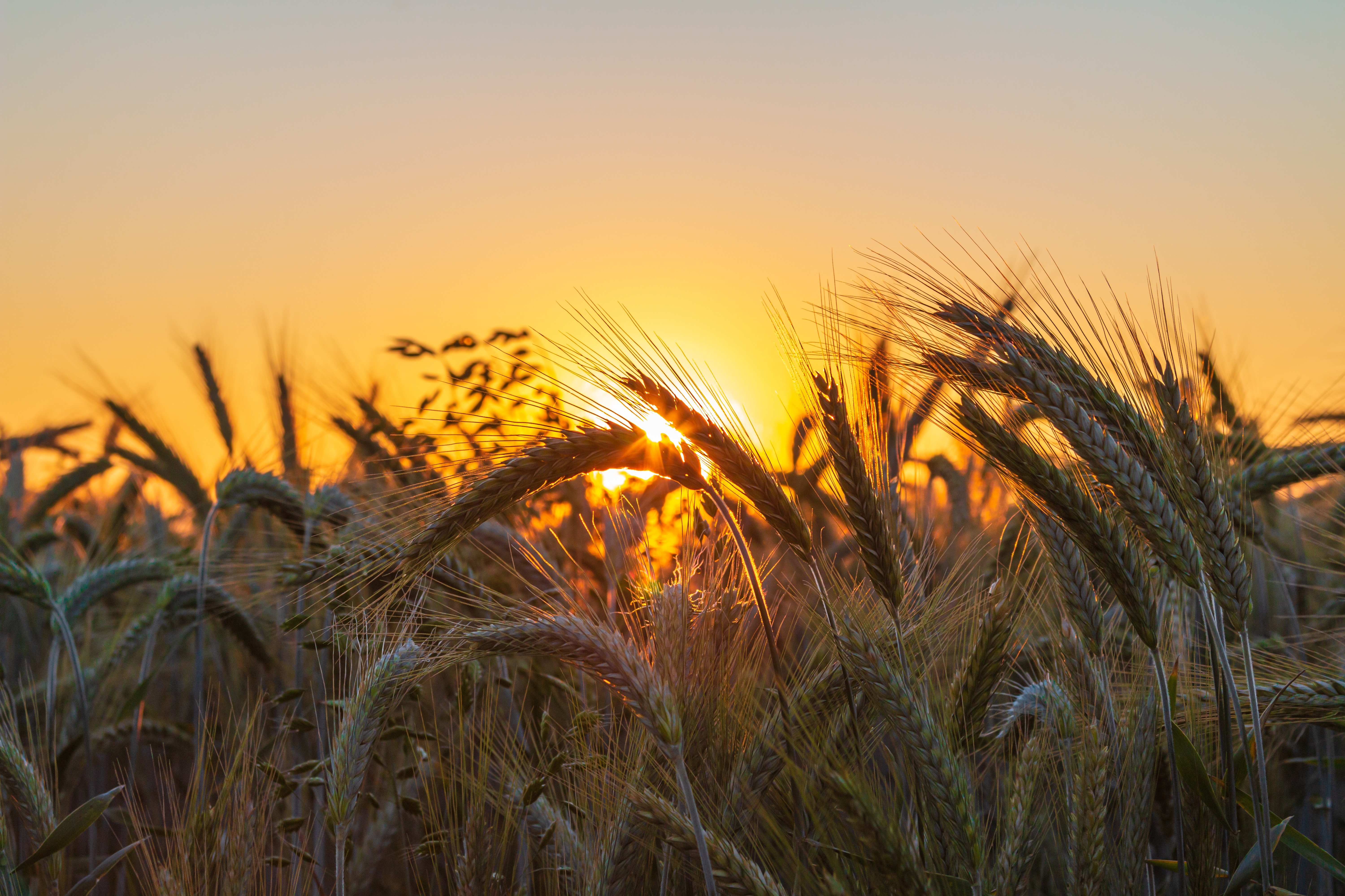 Laden Sie das Weizen, Nahansicht, Erde/natur-Bild kostenlos auf Ihren PC-Desktop herunter