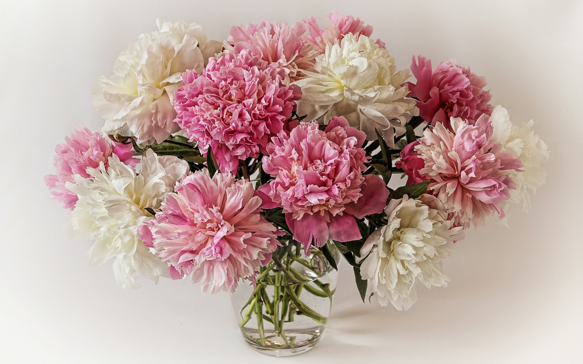 Завантажити шпалери безкоштовно Квітка, Земля, Ваза, Біла Квітка, Створено Людиною, Рожева Квітка картинка на робочий стіл ПК