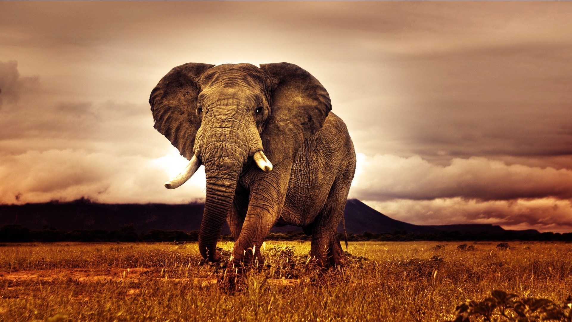 animal, elephants, african bush elephant