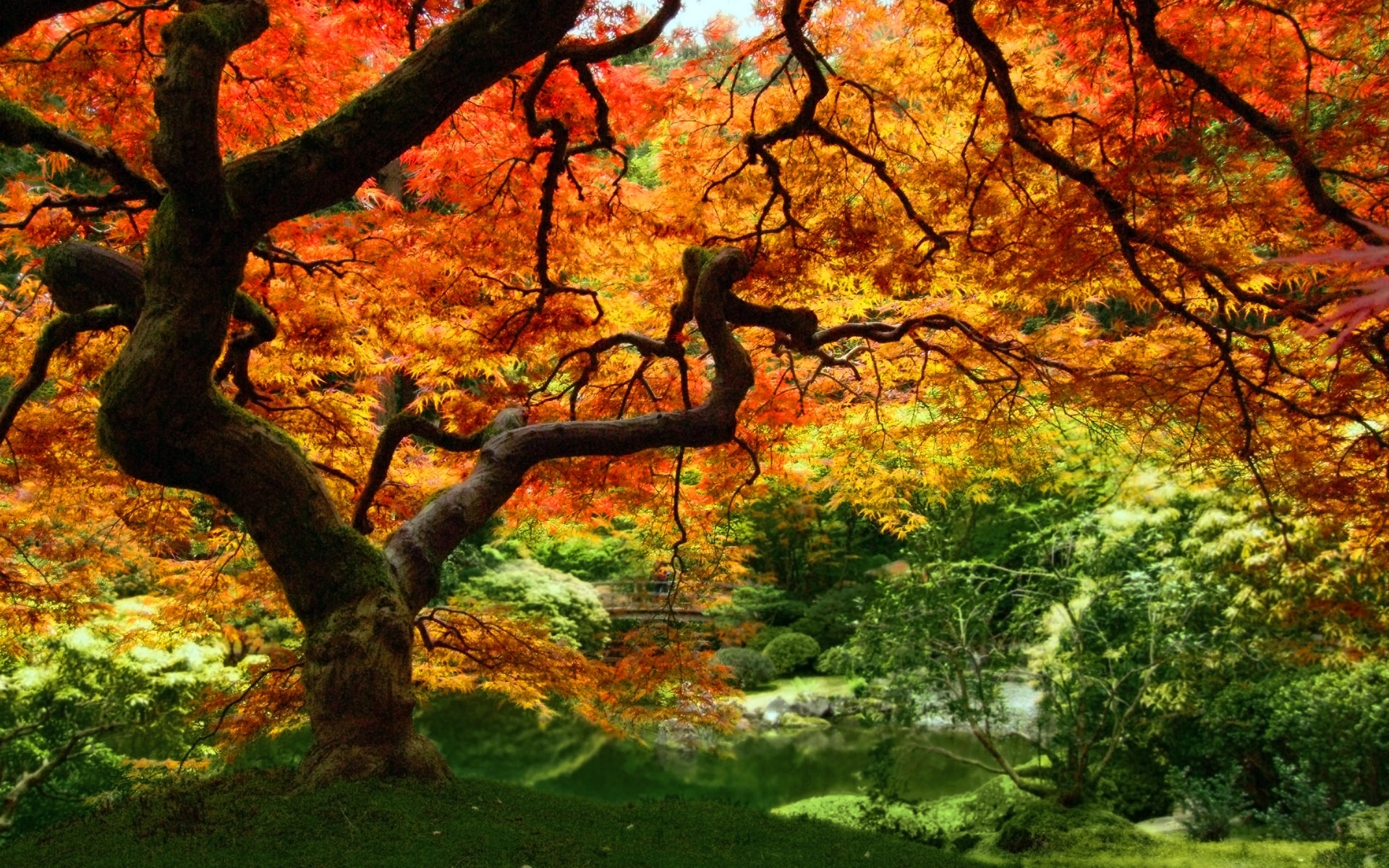 Скачать картинку Деревья, Пейзаж, Растения, Осень в телефон бесплатно.