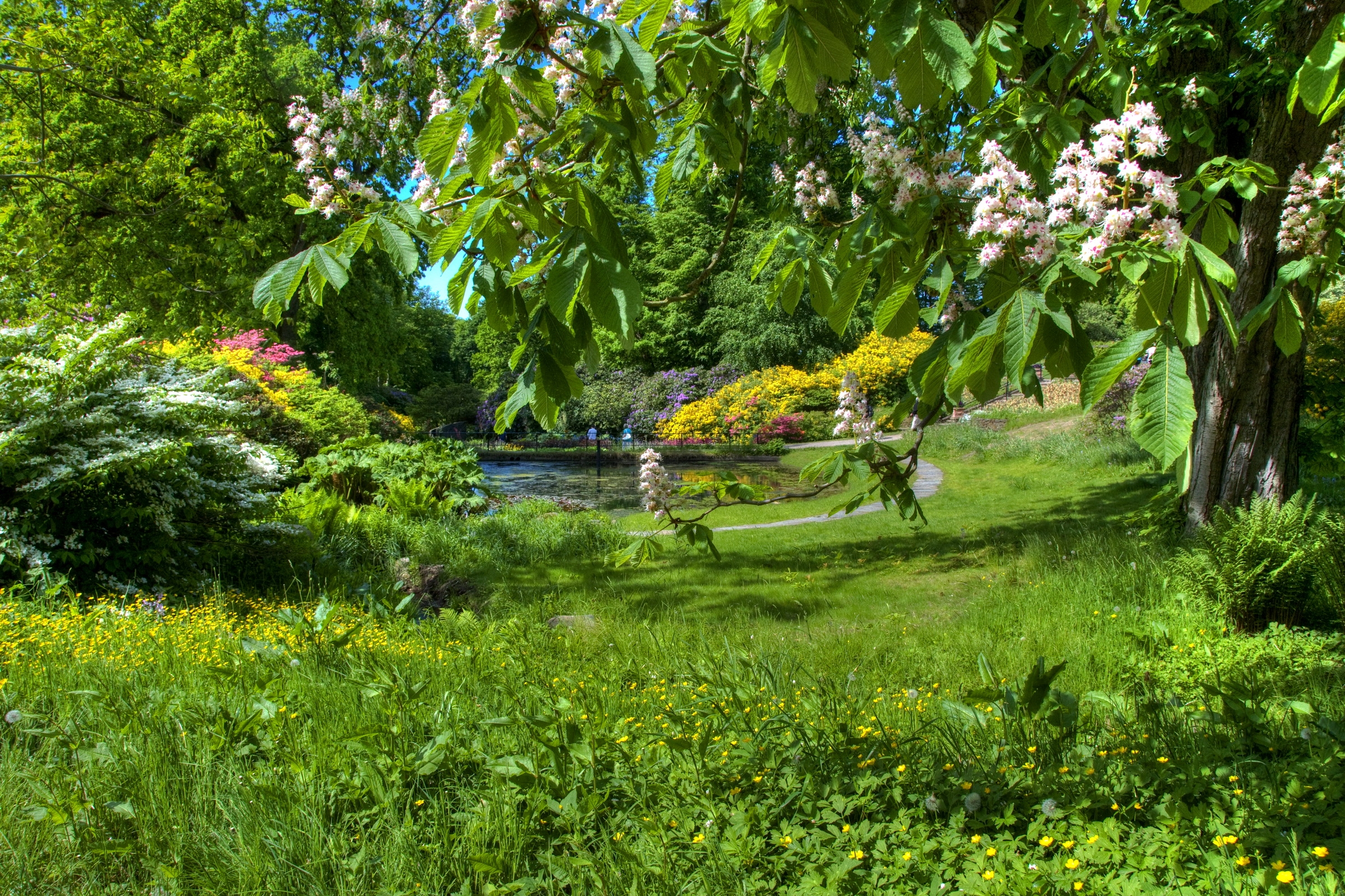 98801 скачать обои весна, цветение, каштан, сад, природа, зеленый, ясно - заставки и картинки бесплатно
