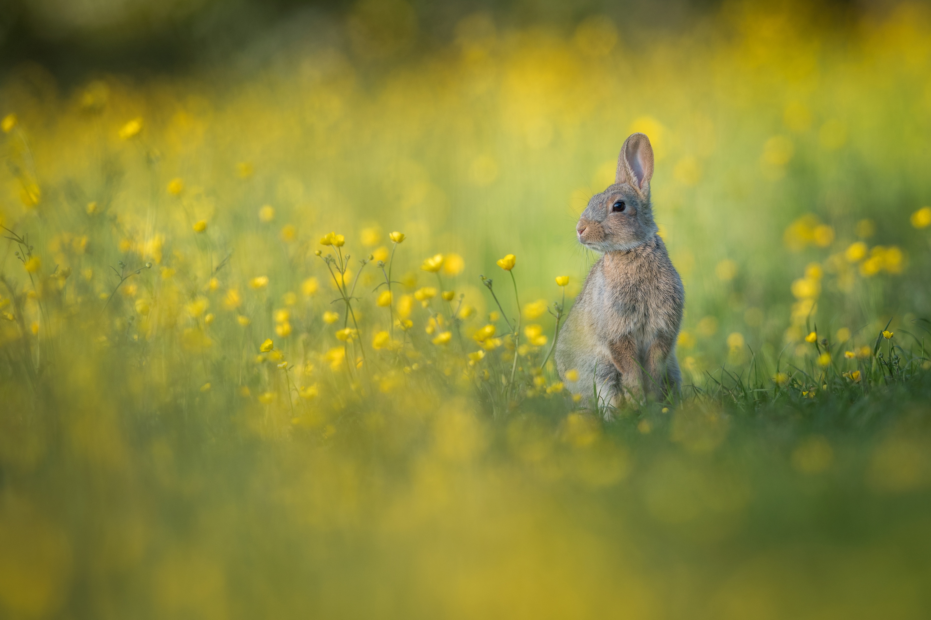 Download mobile wallpaper Animal, Rabbit, Yellow Flower for free.