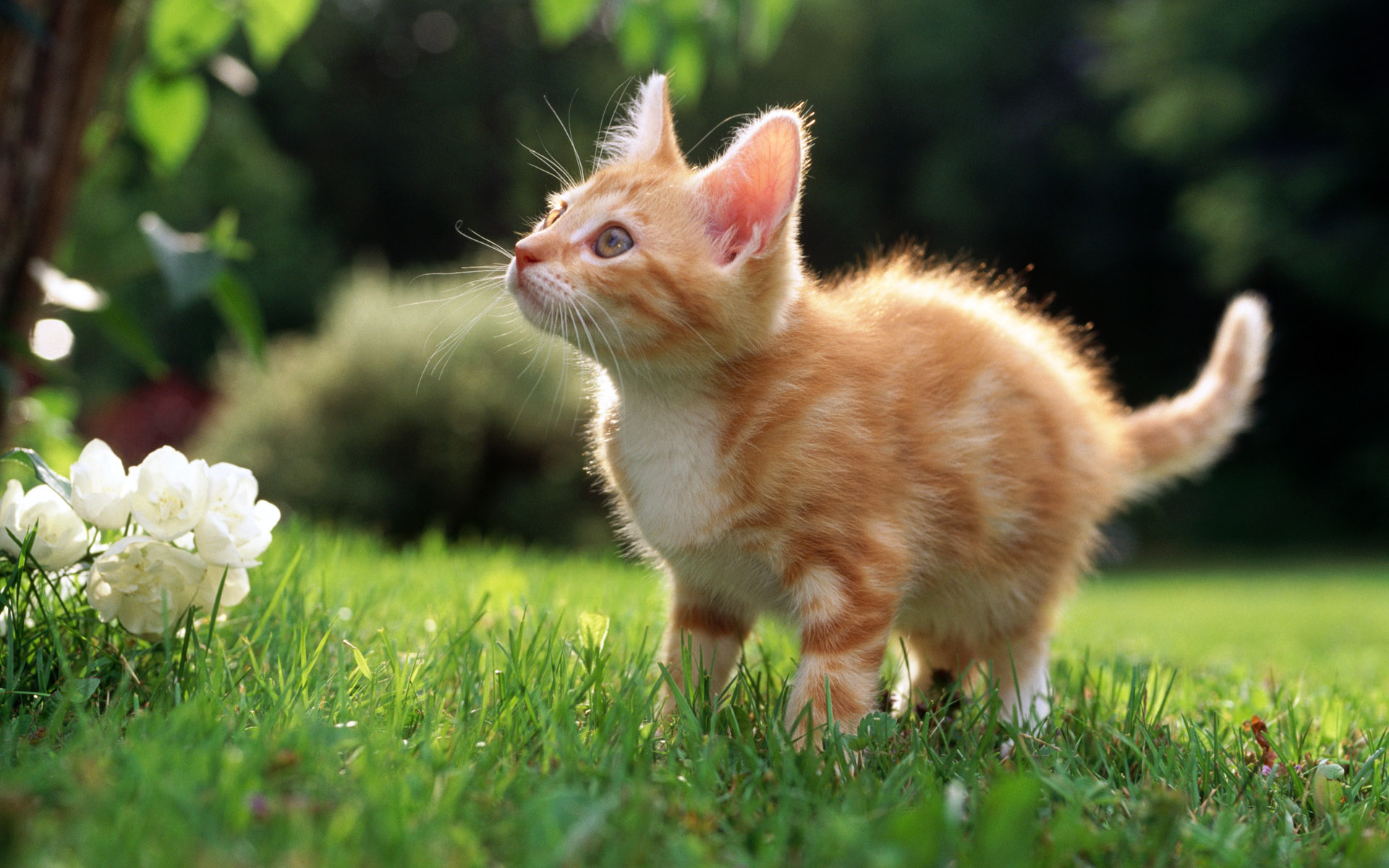 318547 Protetores de tela e papéis de parede Gatos em seu telefone. Baixe  fotos gratuitamente