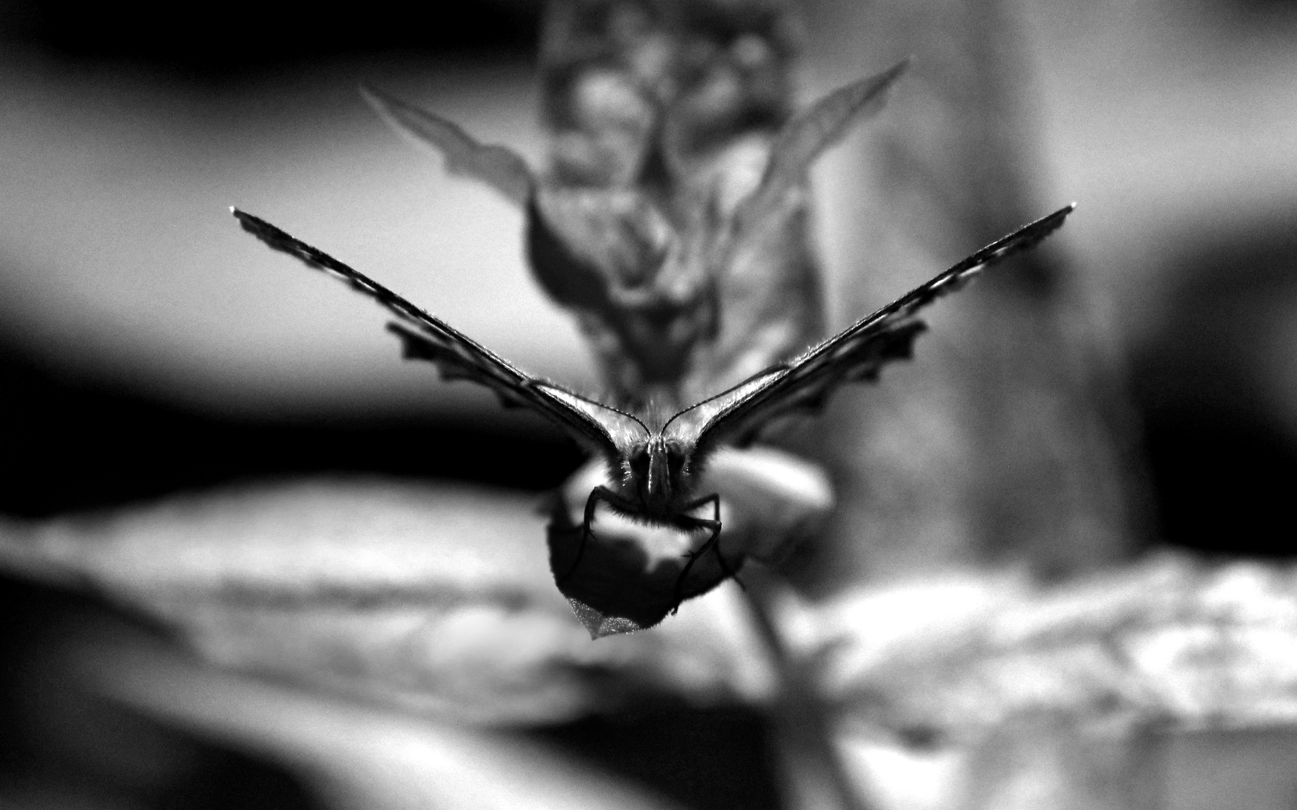 Download mobile wallpaper Insect, Animal, Moth, Black & White for free.