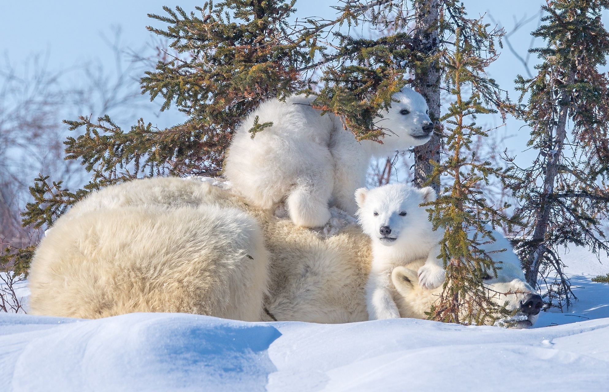 Free download wallpaper Snow, Bears, Animal, Polar Bear, Baby Animal, Cub on your PC desktop