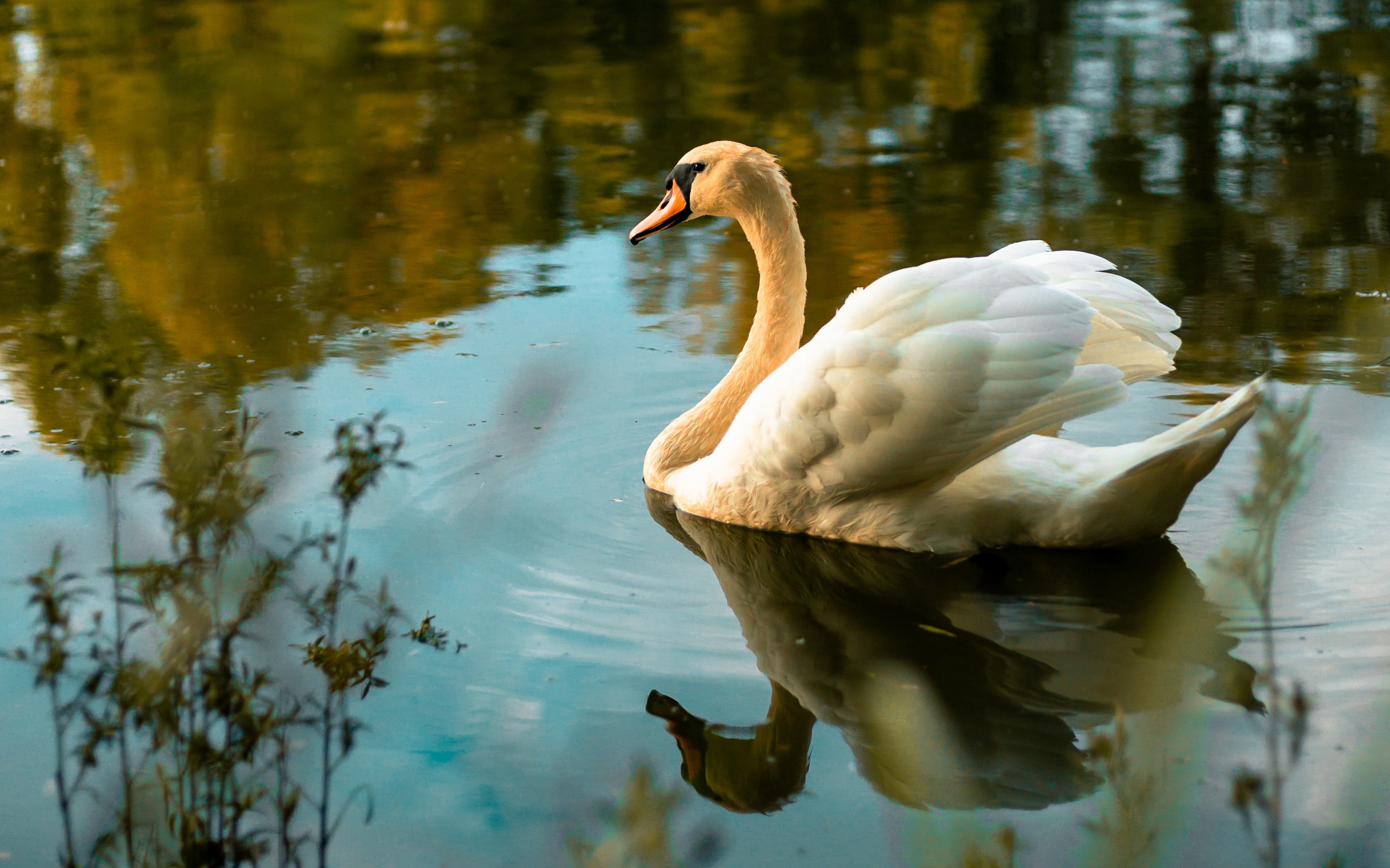 Téléchargez gratuitement l'image Animaux, Eau, Oiseau, Cygne, Des Oiseaux, Réflection, Cygne Tuberculé sur le bureau de votre PC