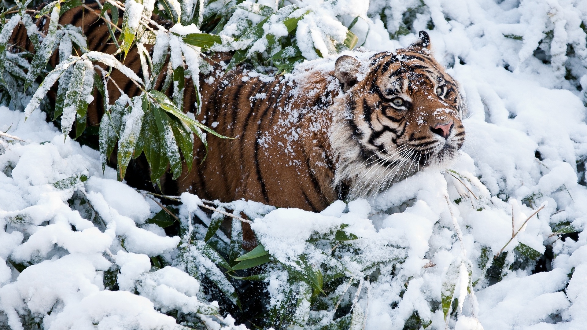 Descarga gratuita de fondo de pantalla para móvil de Animales, Tigre.