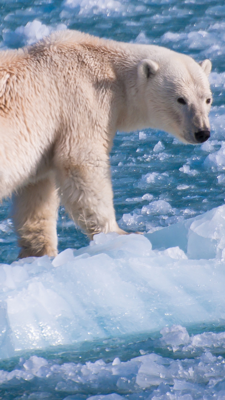 Download mobile wallpaper Ice, Bears, Bear, Animal, Polar Bear for free.