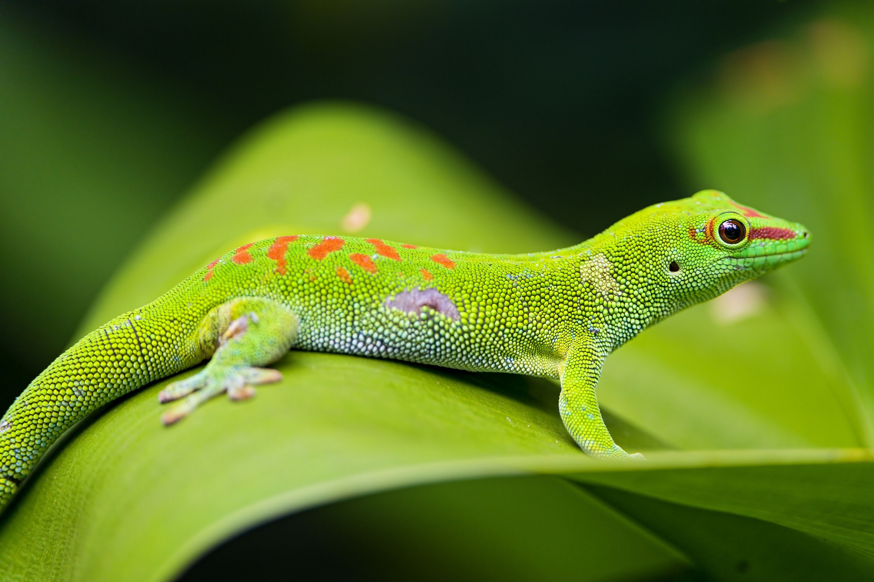 Free download wallpaper Macro, Sheet, Leaf, Lizard, Gecko, Animals on your PC desktop