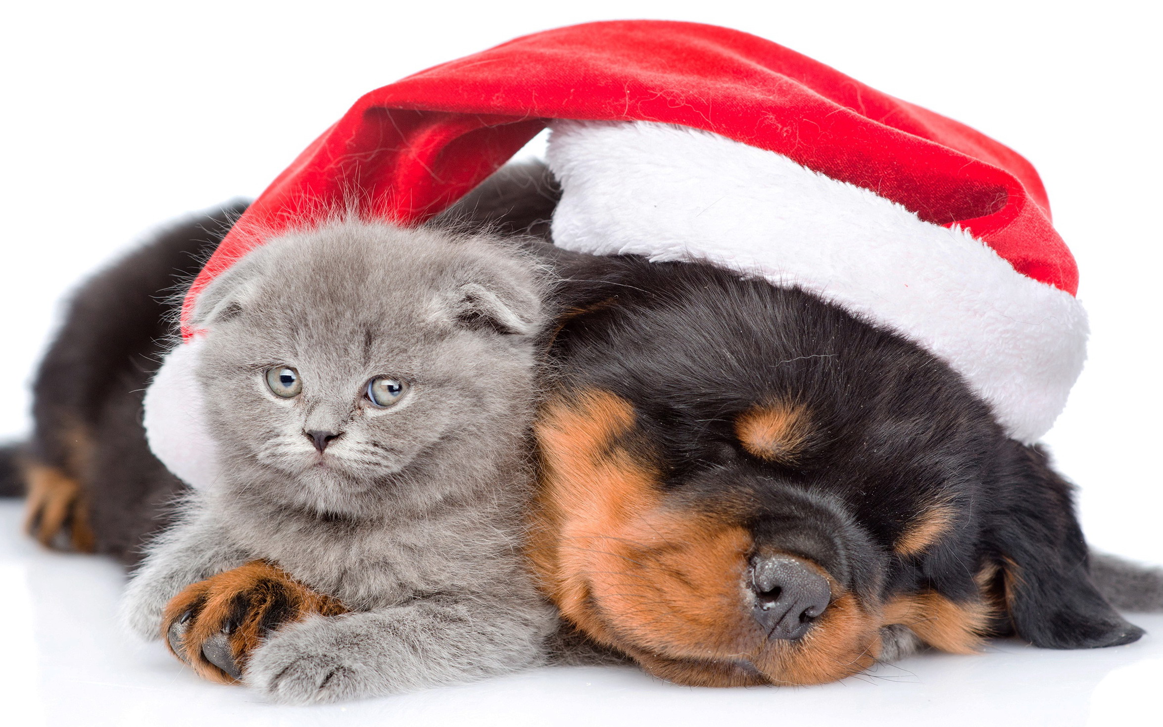 Download mobile wallpaper Kitten, Christmas, Holiday, Animal, Puppy, Cute, Santa Hat, Cat & Dog for free.