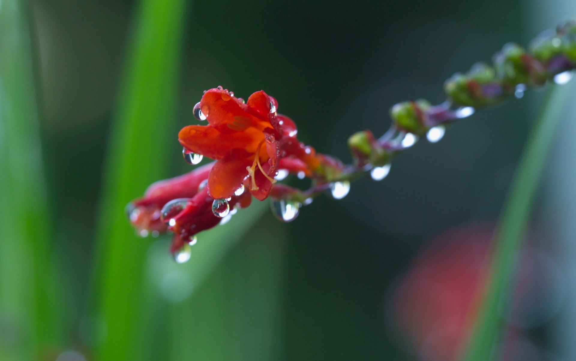 background, drops, flower, plant, macro, dew, blurred, stem, stalk, greased