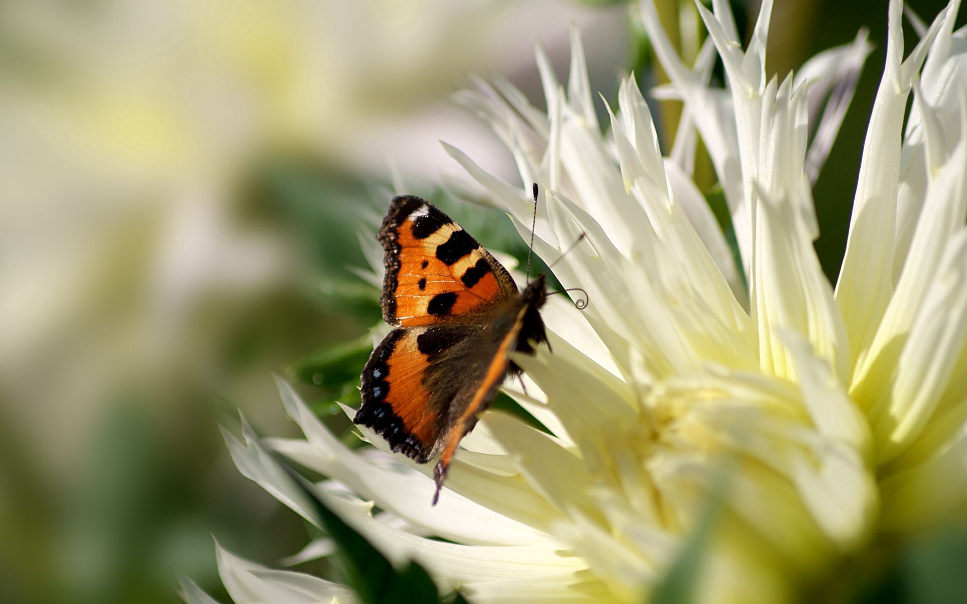 152003 скачать картинку бабочка, узоры, цветок, макро, полет, крылья - обои и заставки бесплатно