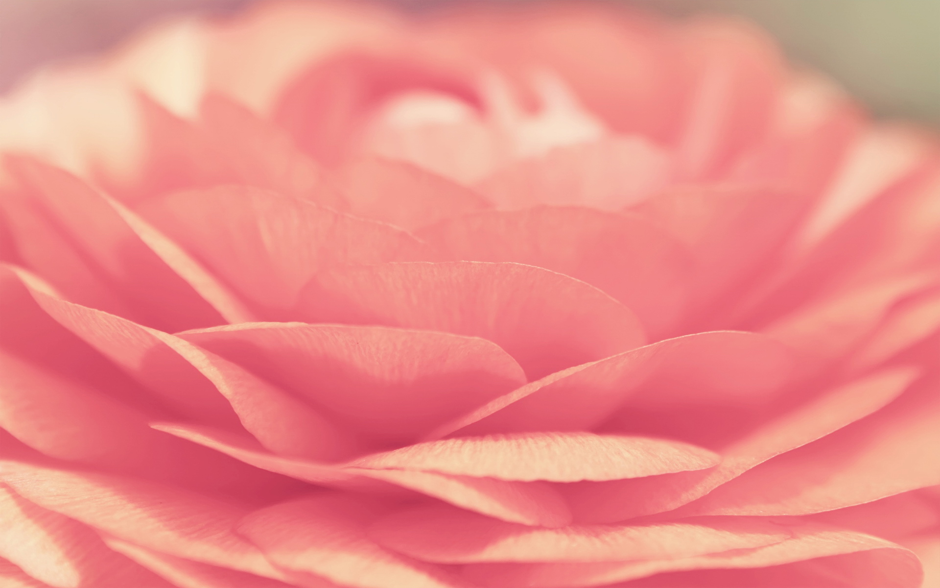 無料モバイル壁紙閉じる, 大きい, ピンクのバラ, 花弁, フラワーズ, 花, 薔薇, 地球をダウンロードします。