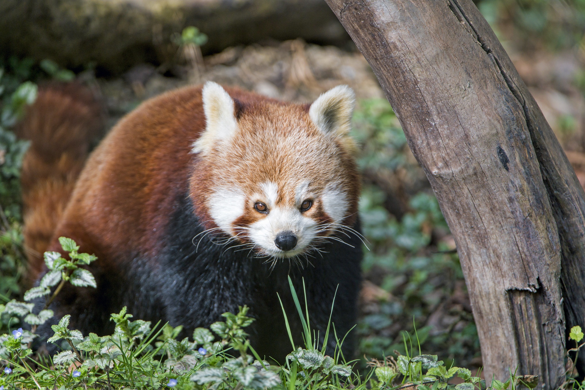 Free download wallpaper Animal, Red Panda on your PC desktop