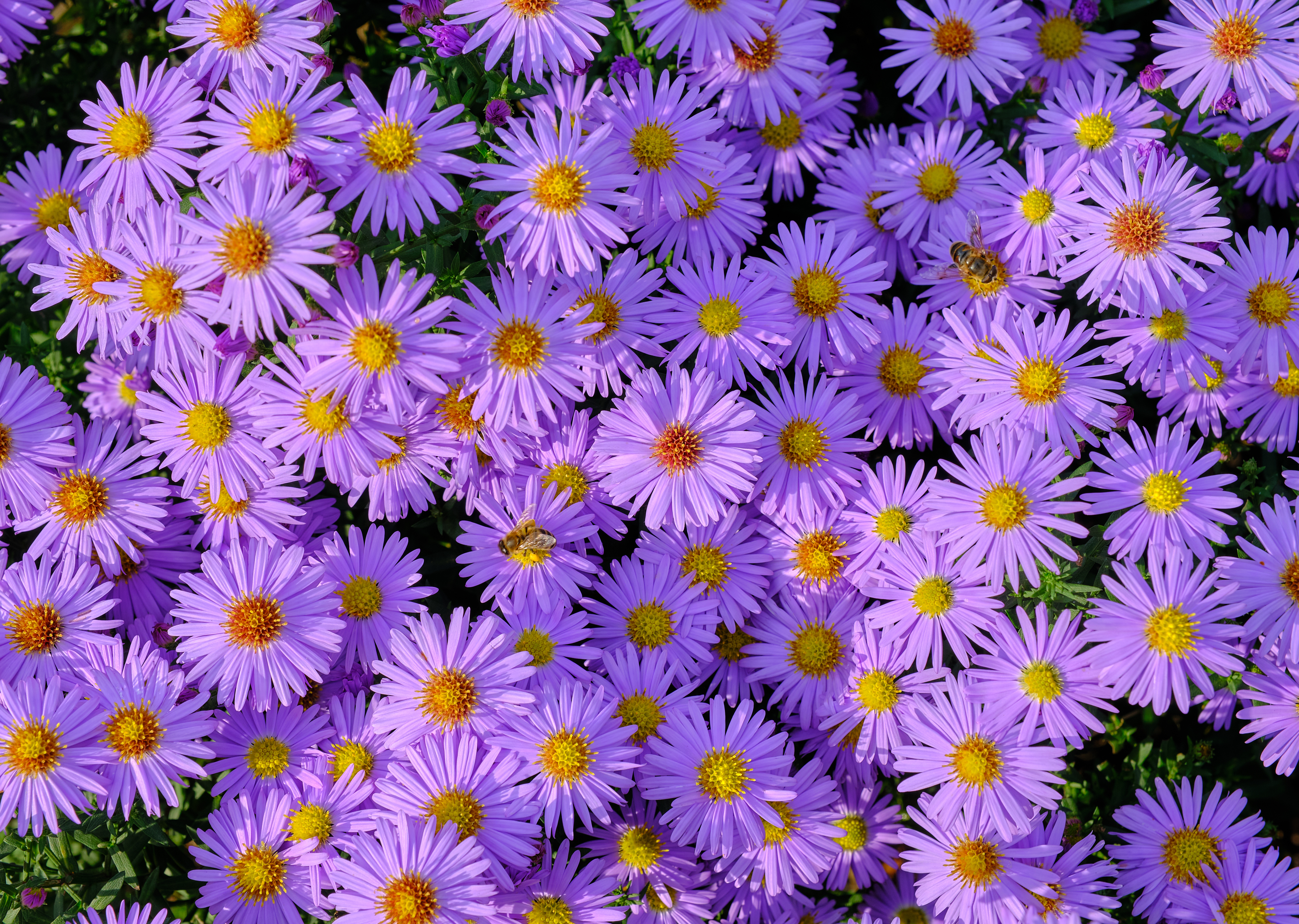 129618 скачать картинку растения, фиолетовый, цветы, пчела, симфиотрихум - обои и заставки бесплатно