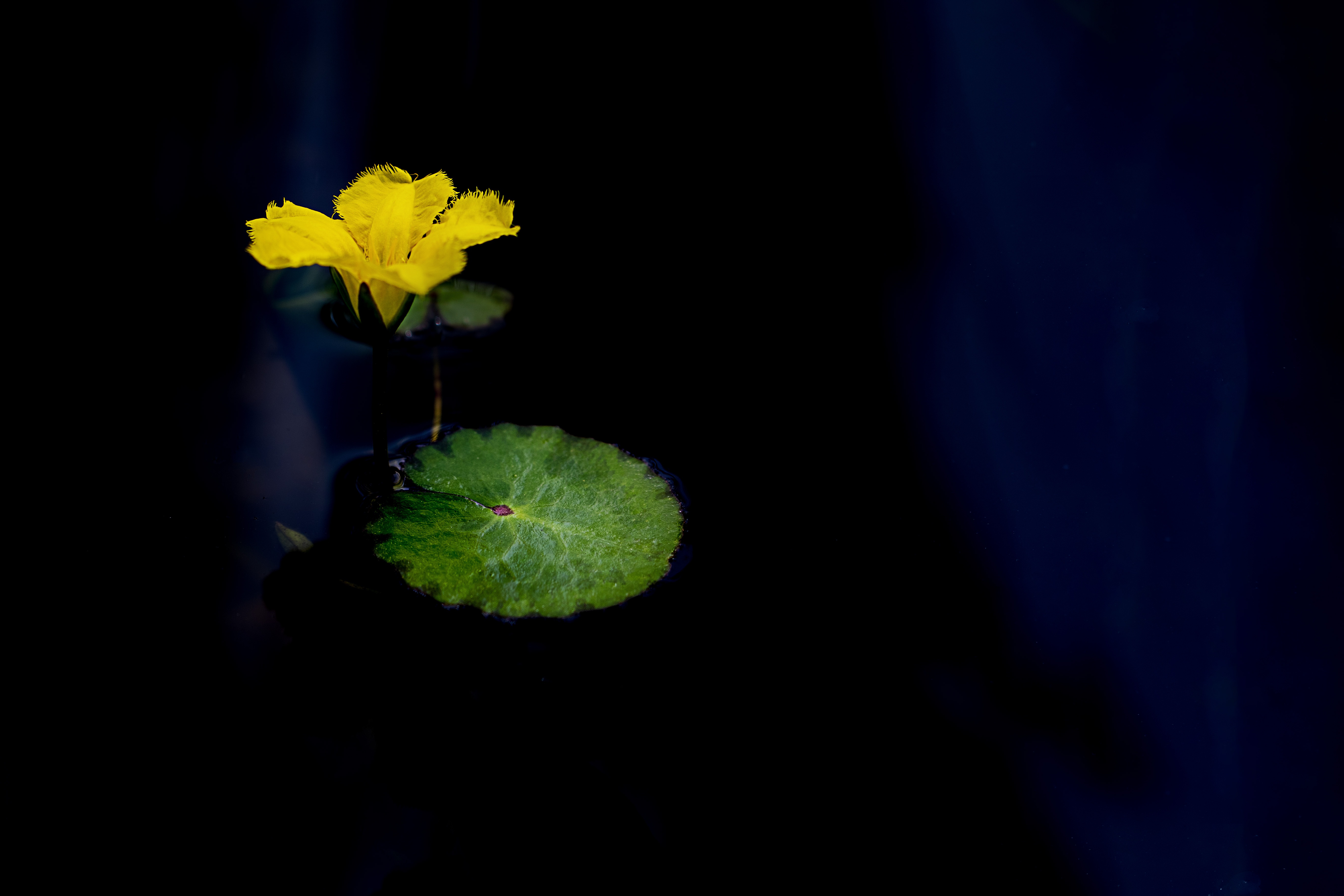 Скачать обои бесплатно Цветок, Желтый Цветок, Земля/природа, Кувшинковые, Флауэрсы картинка на рабочий стол ПК
