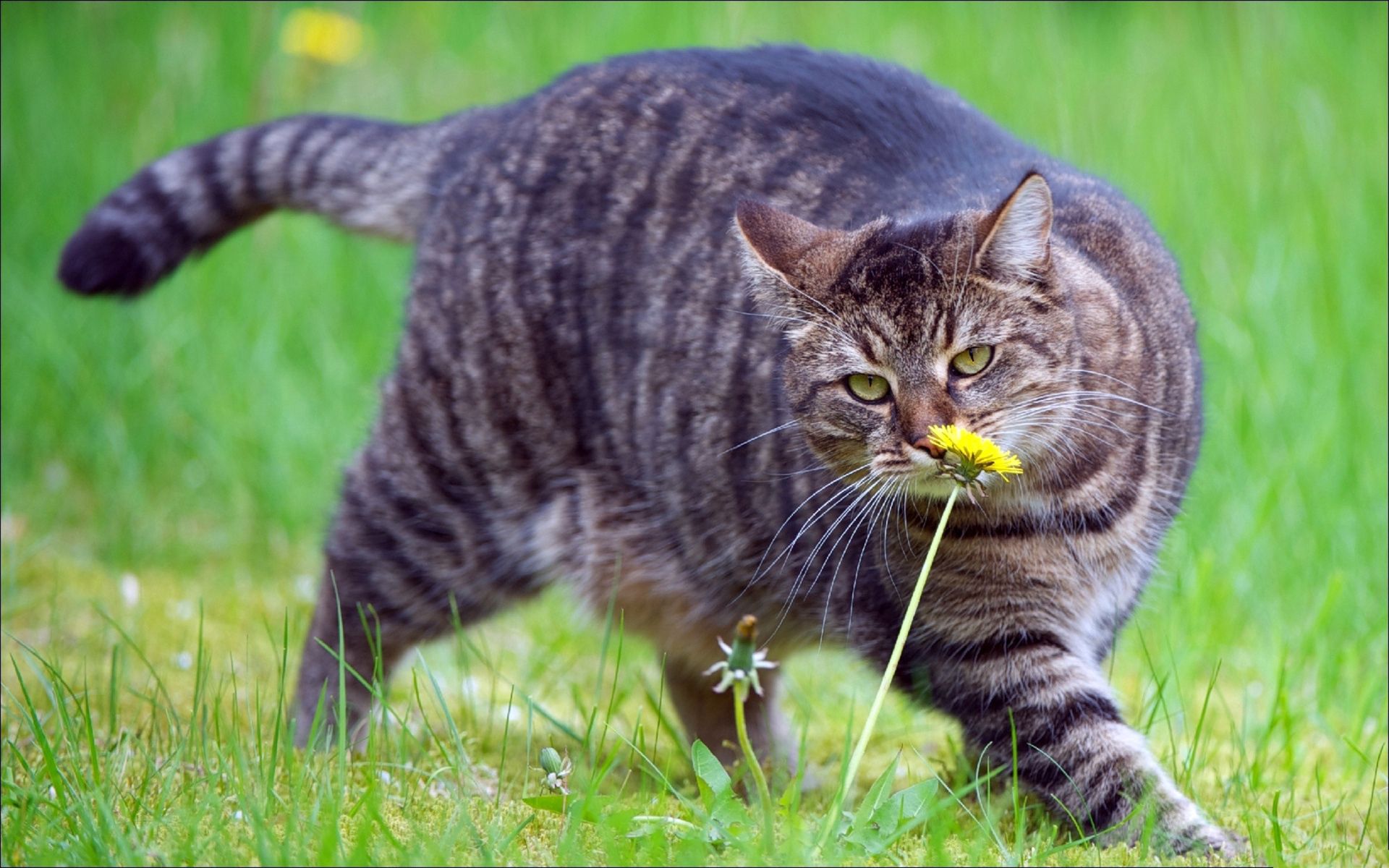 animals, grass, cat, stroll, fat, thick, to sniff, smell