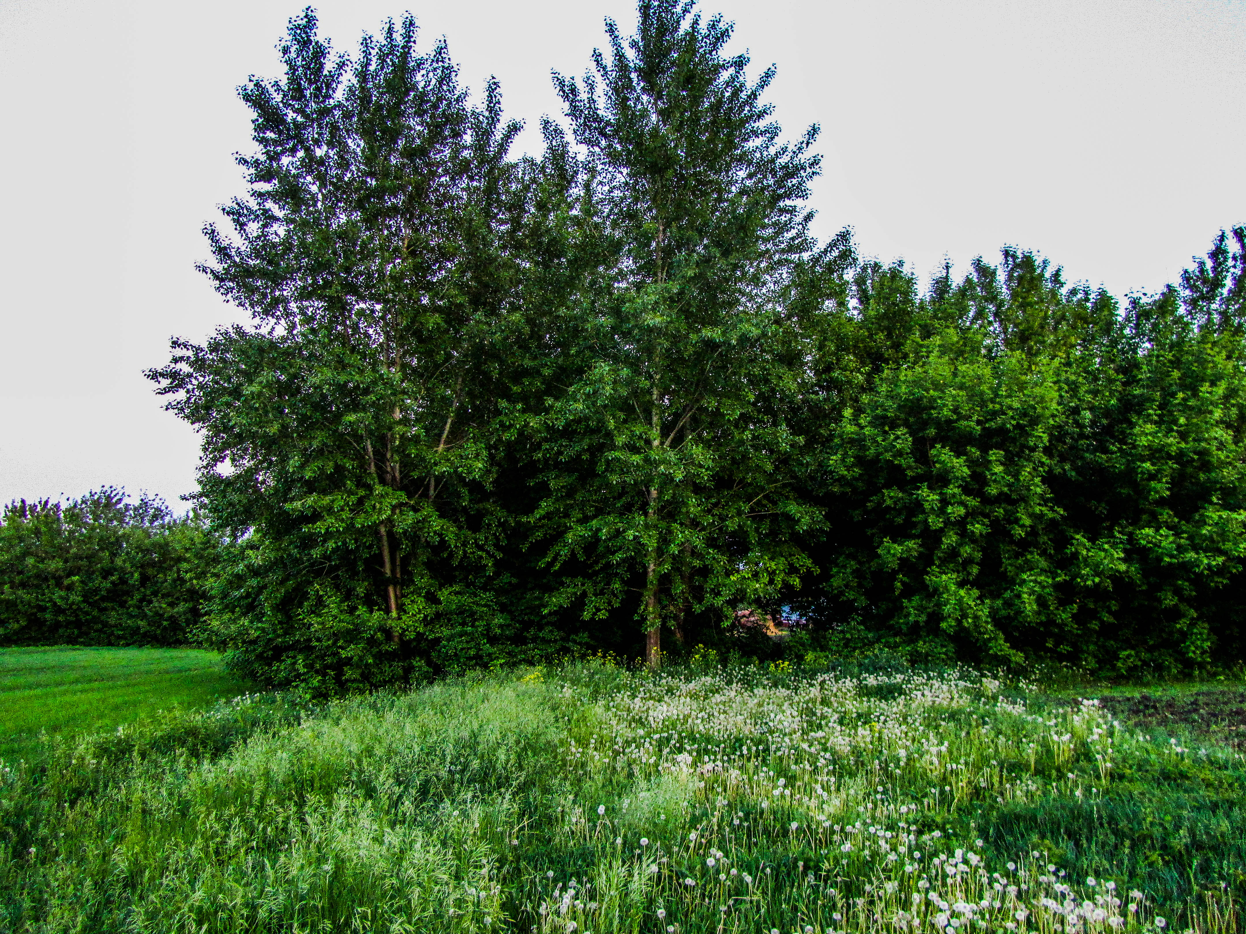 Laden Sie das Baum, Erde/natur-Bild kostenlos auf Ihren PC-Desktop herunter