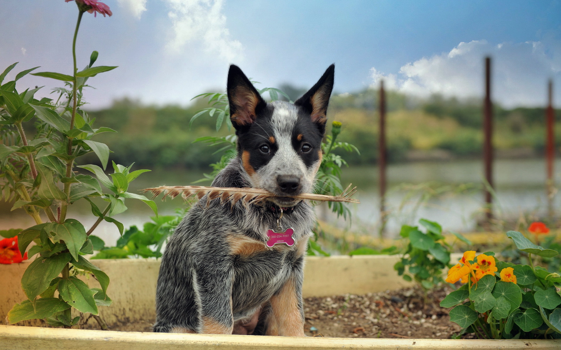 355517画像をダウンロード動物, オーストラリアン・キャトル・ドッグ, 可愛い, 犬, 子犬-壁紙とスクリーンセーバーを無料で