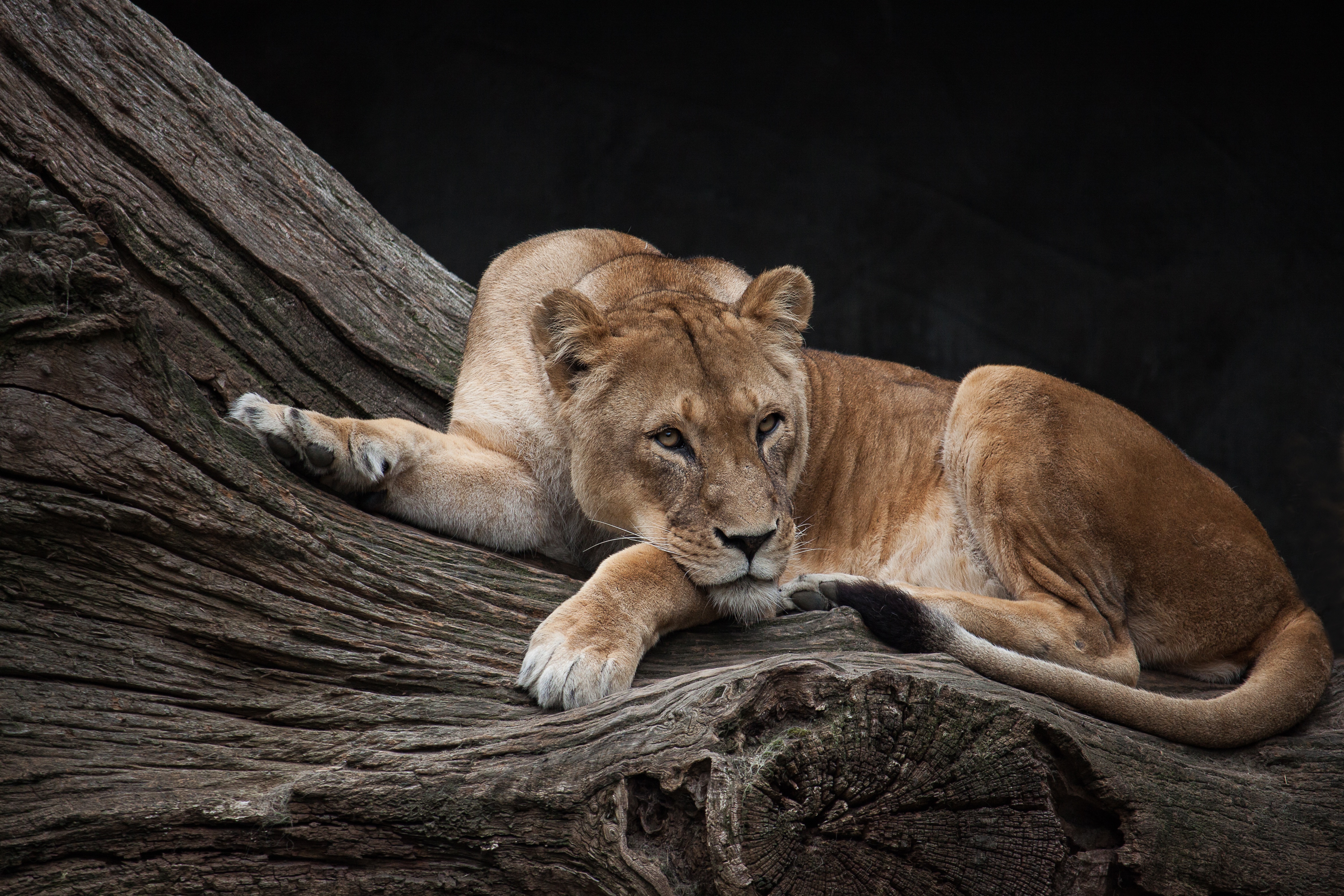 423320 descargar imagen animales, león, leona, gatos: fondos de pantalla y protectores de pantalla gratis