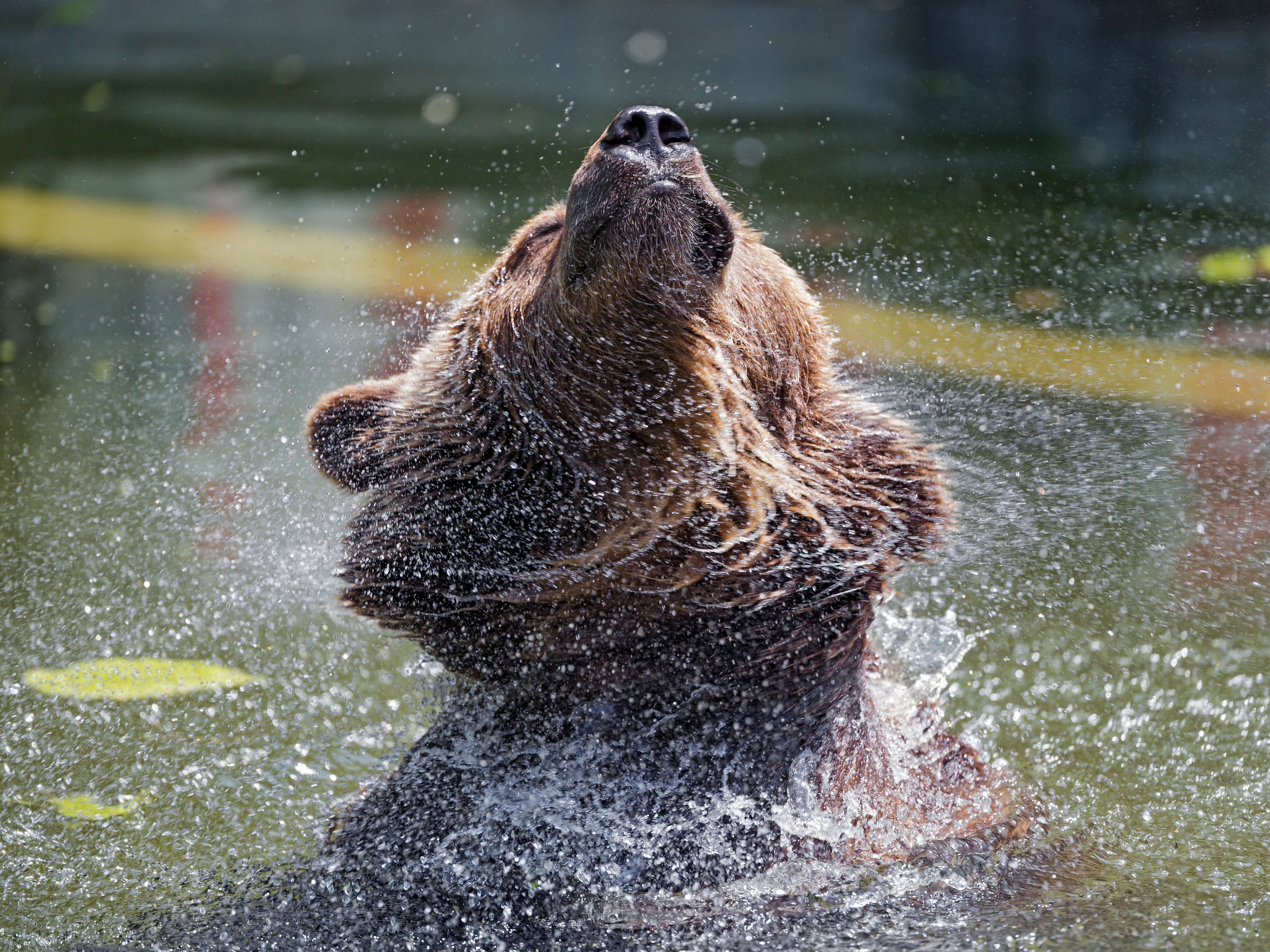 Free download wallpaper Animals, Water, Bear, Animal, Spray, Wildlife on your PC desktop